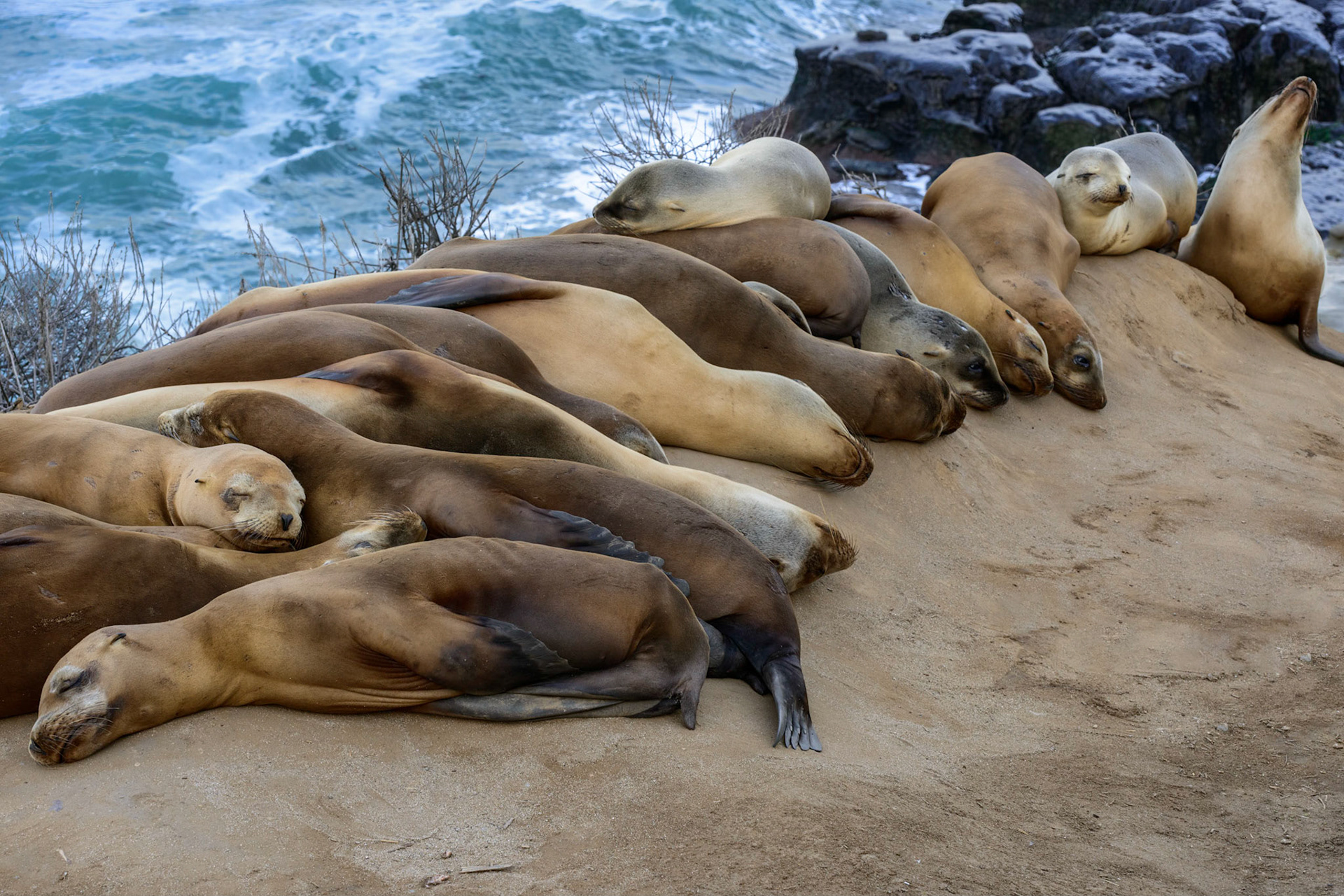 California Sea Lions, La Jolla, 2014