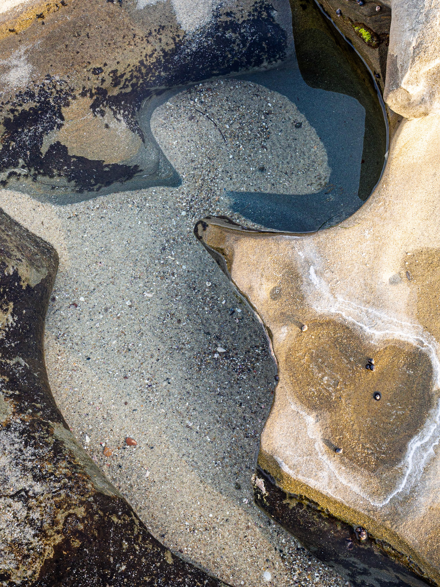 La Jolla Coastal Rock Study 4, 2014