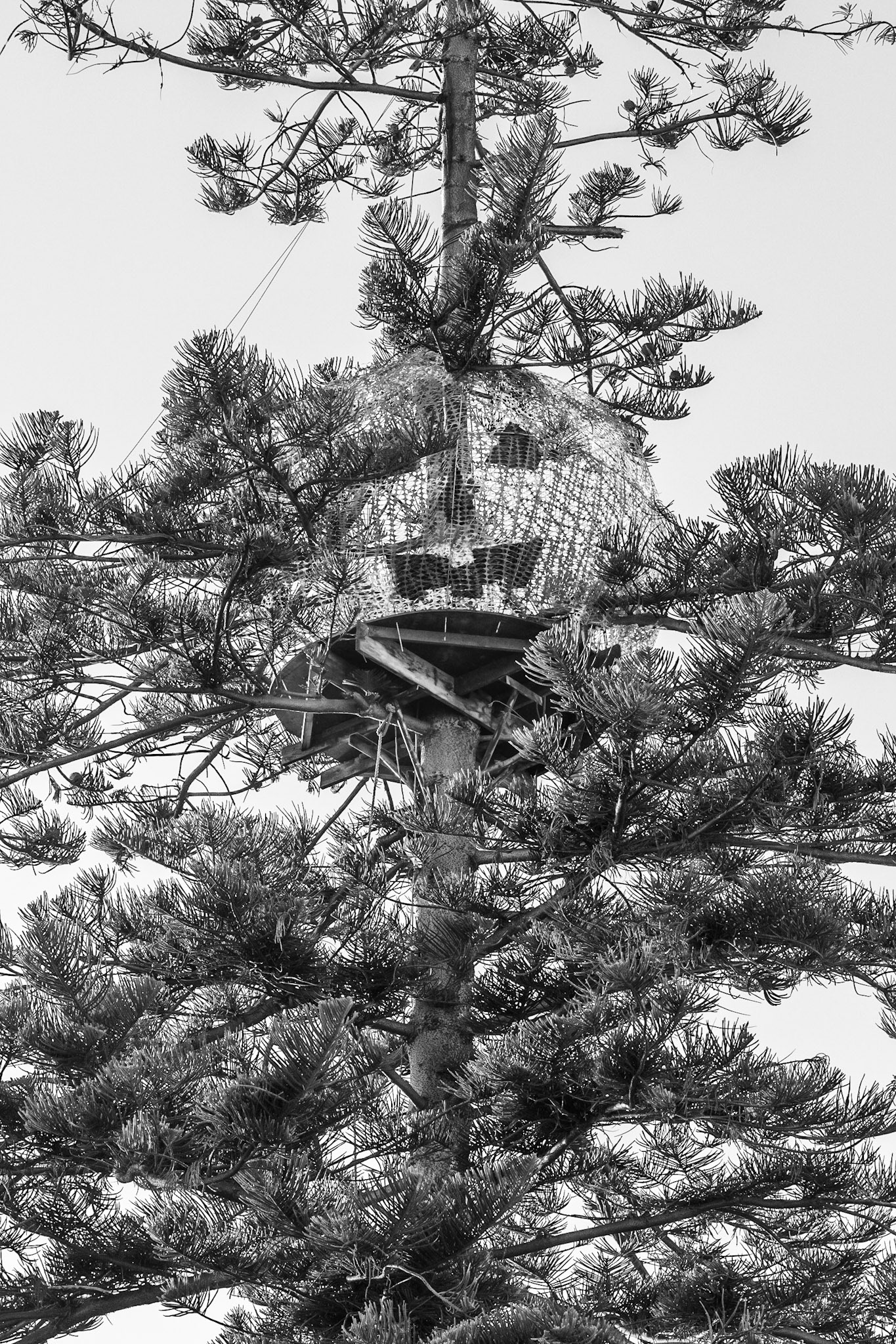 Giant Holloween Pumpkin in Pine Tree, Coronado, 2018