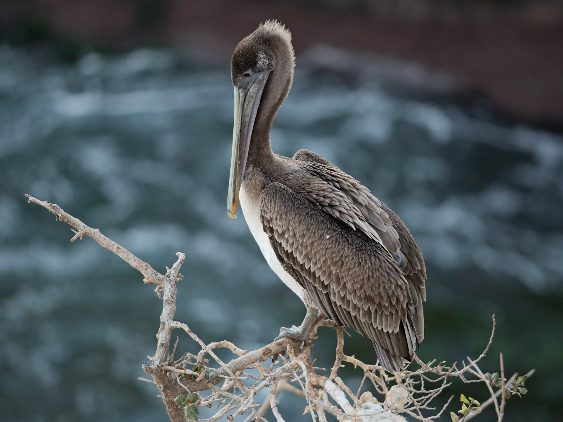 California Brown Pelican, La Jolla, CA, 2014