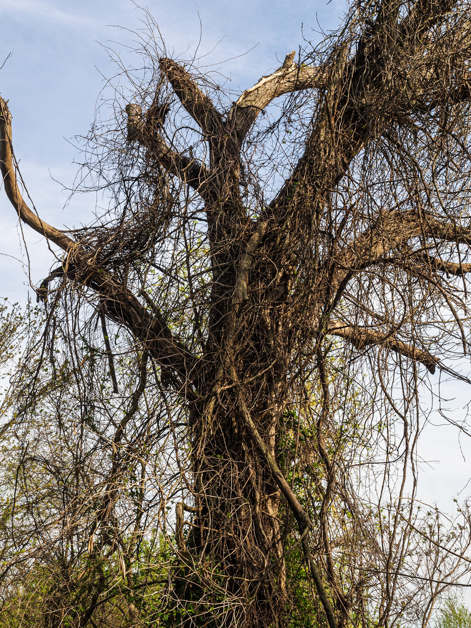 Belle Isle, Richmond, 2017