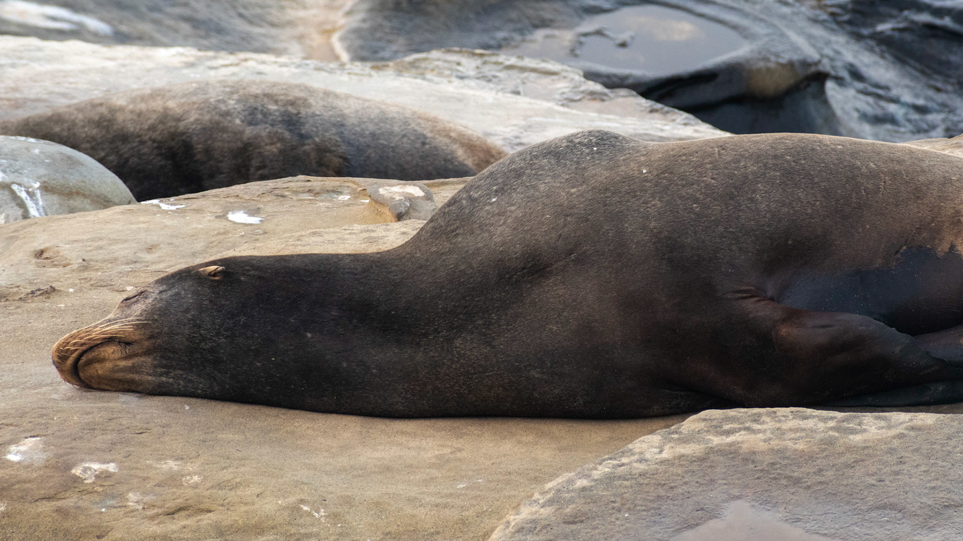 California Sea Lion, La Jolla, 2020