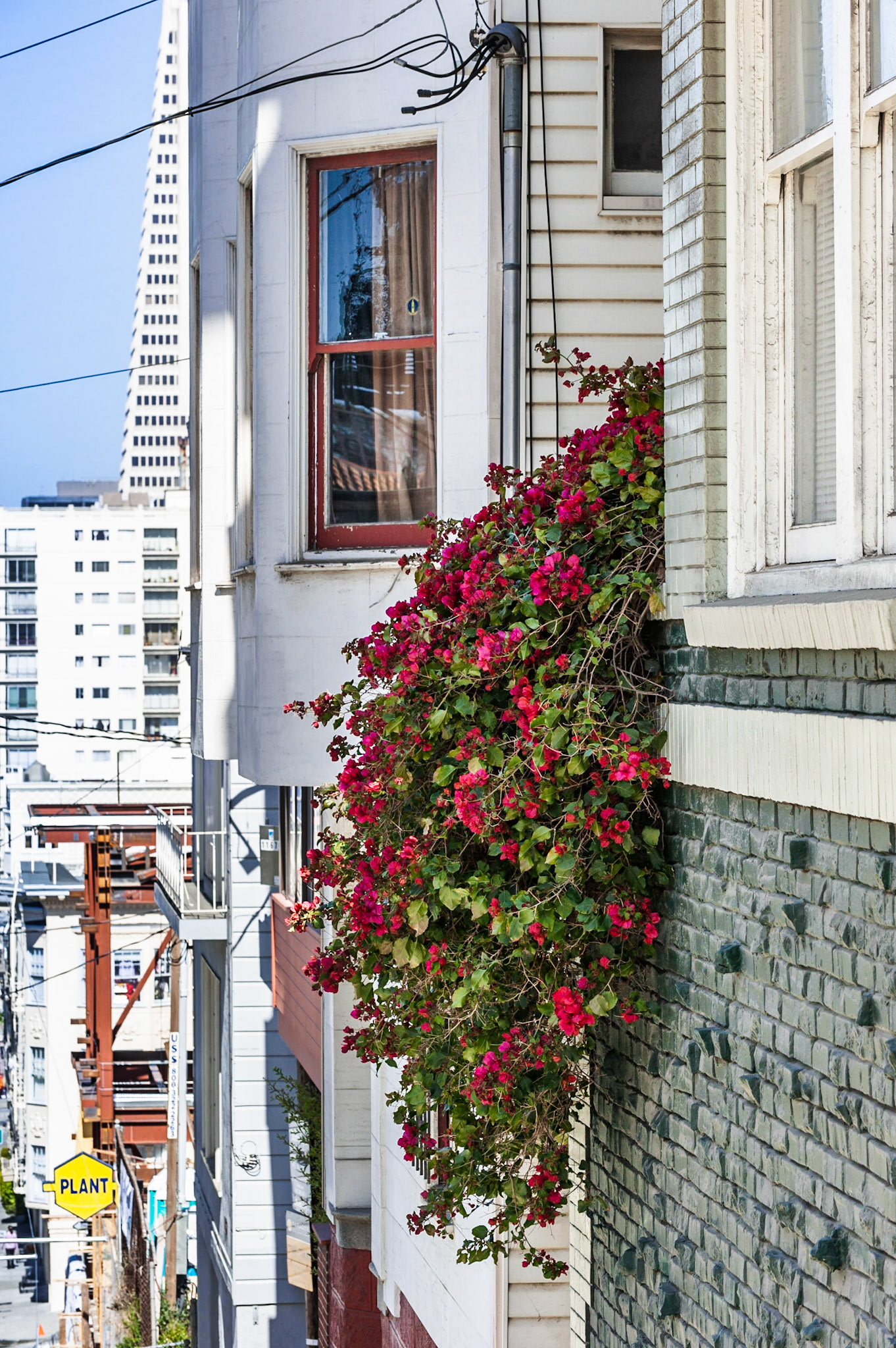 Bougainvillea, Russian Hill, San Francisco, 2011