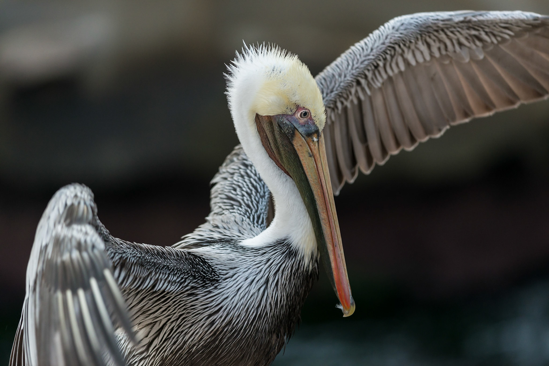 California Brown Pelican, La Jolla, 2014