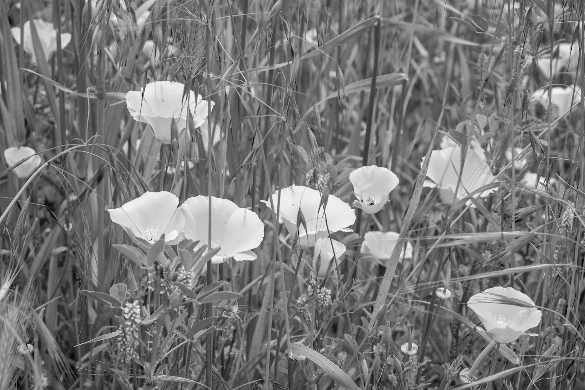 California Poppies, Cambria, 2019