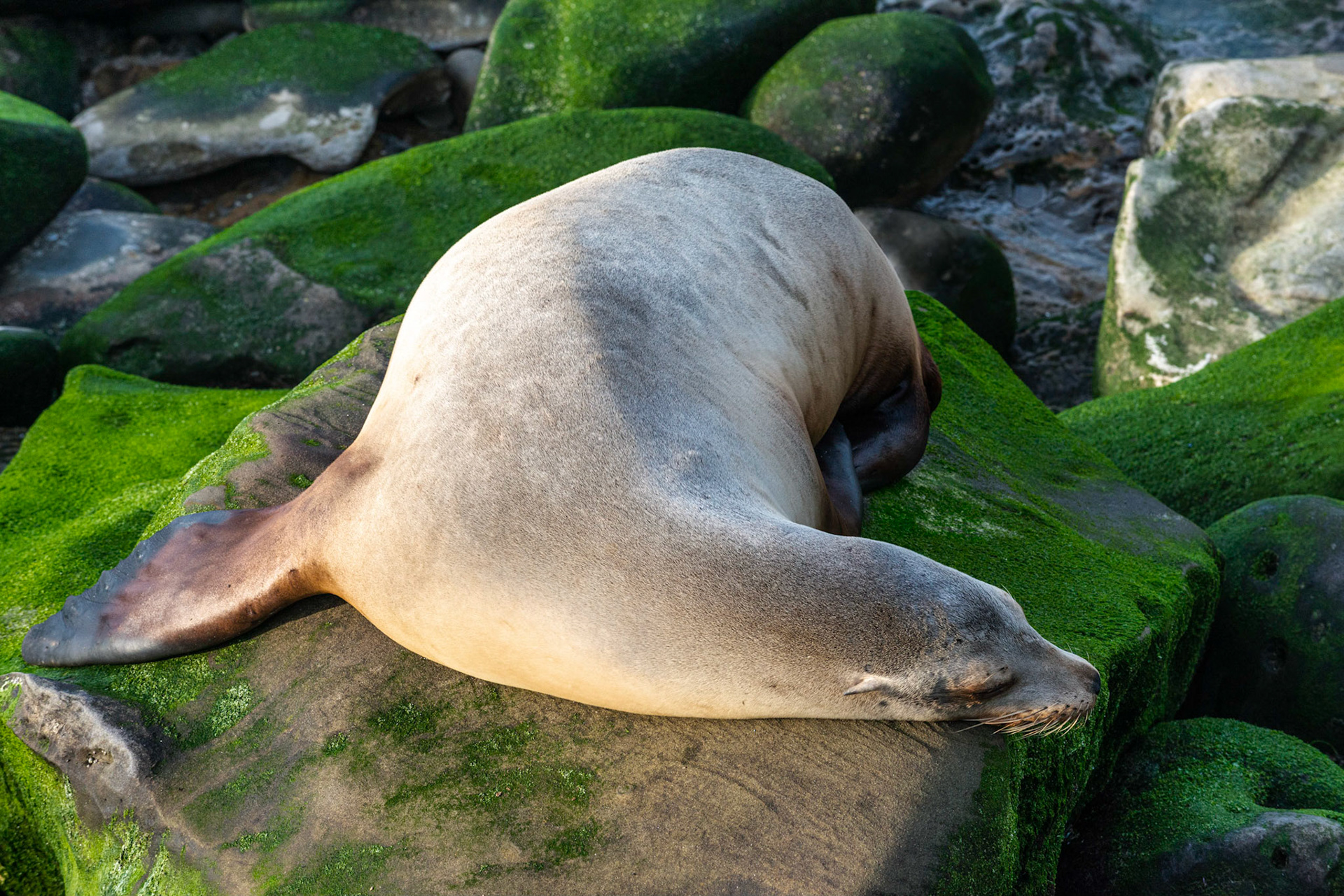 California Sea Lion, La Jolla, 2018