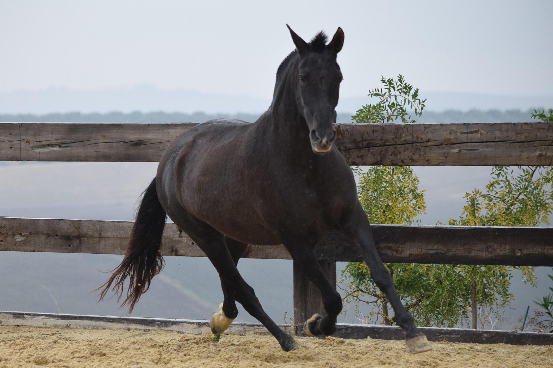 Inducida IV, CavalReal PRE Brood Mare. © CavalReal