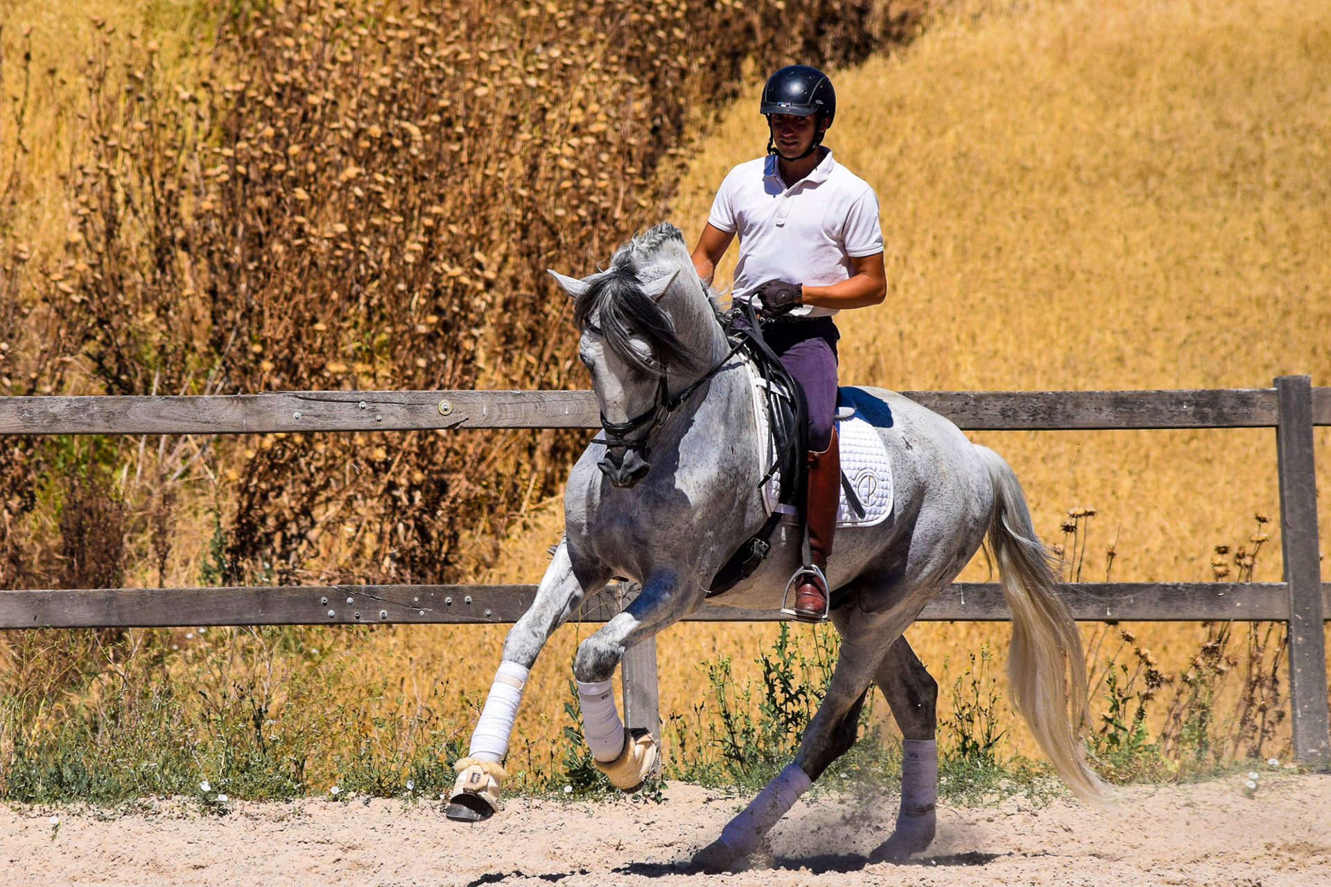 Expressive PRE Stallion 11 years