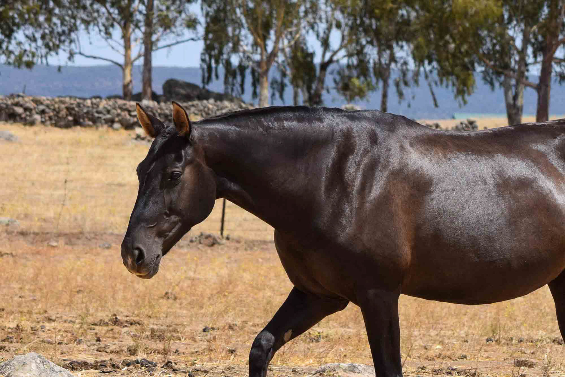 Inducida IV, CavalReal Foundation Mare. © CavalReal