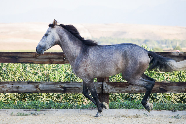 Bulería "Bambú" Real, 3 years / años