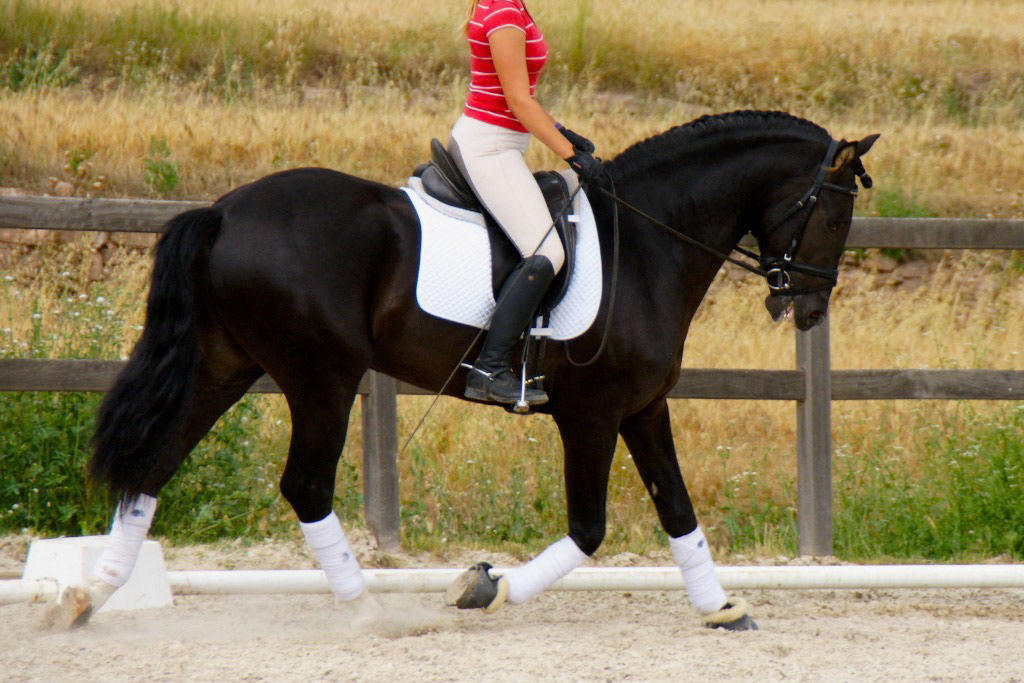 Black PRE Stallion, 3 years