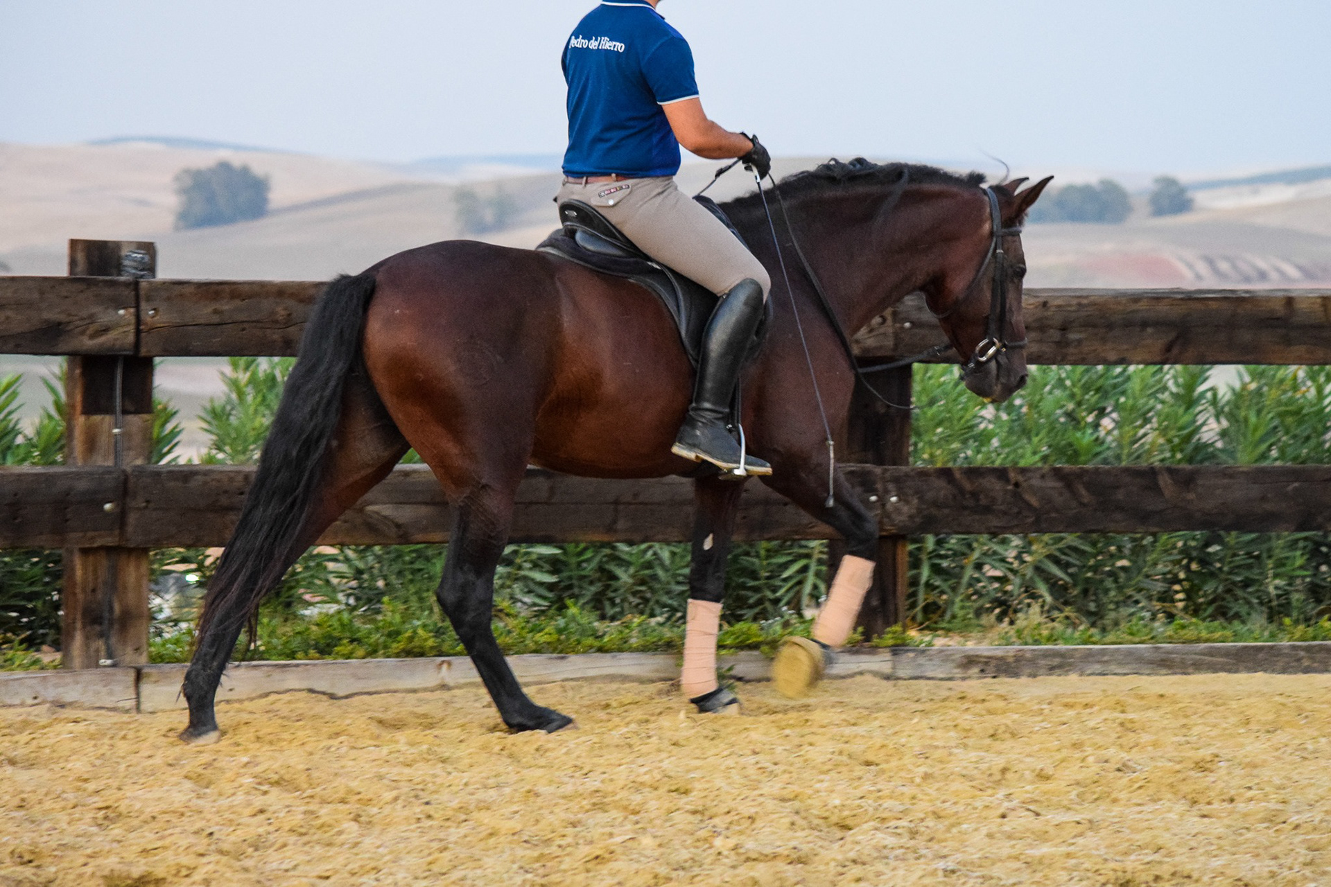 Sueca III, PRE Andalusian Mare, 5 years / años. © CavalReal