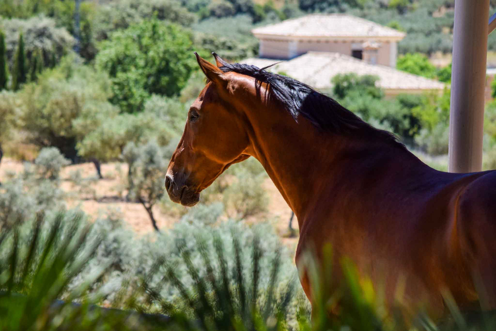 New Dressage Center in Andalusia