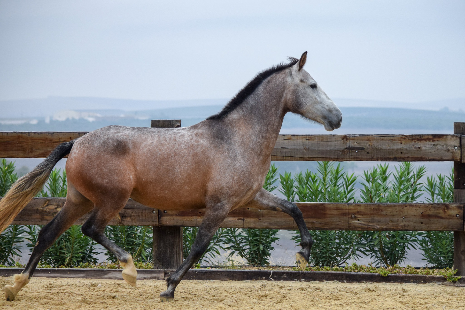 Bohemia Real, Pura Raza Española, 2 years / años