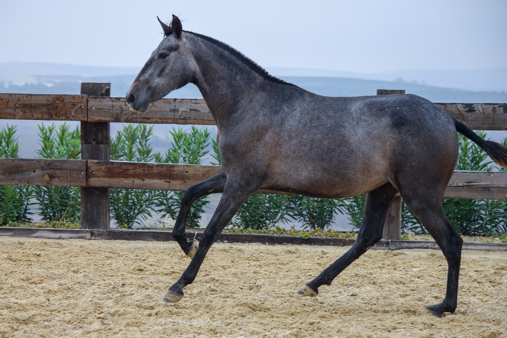 Condesa Real (Fer Bulería x Gramola), 2 years / años. Photo © CavalReal