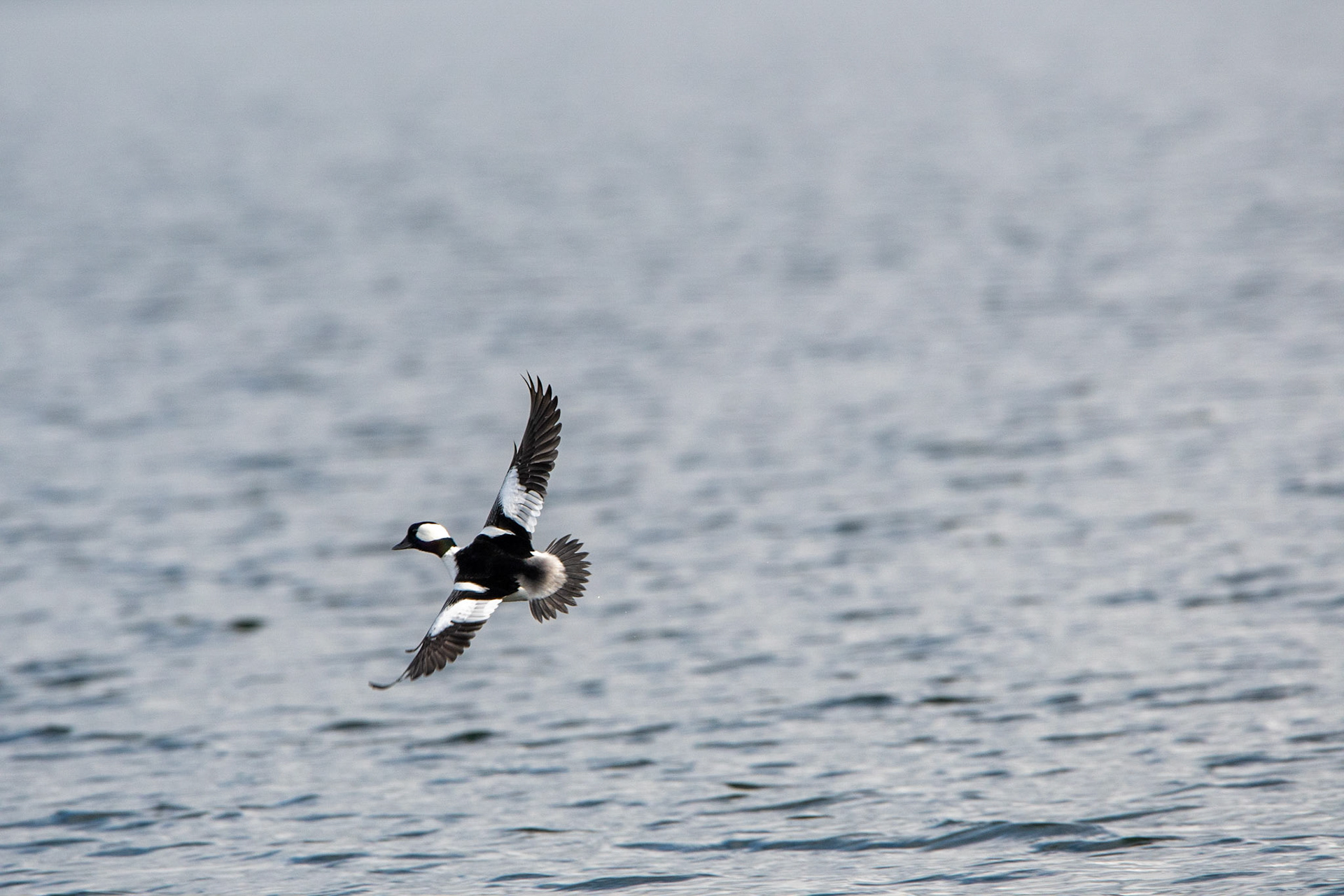 Bufflehead - Seattle, WA
