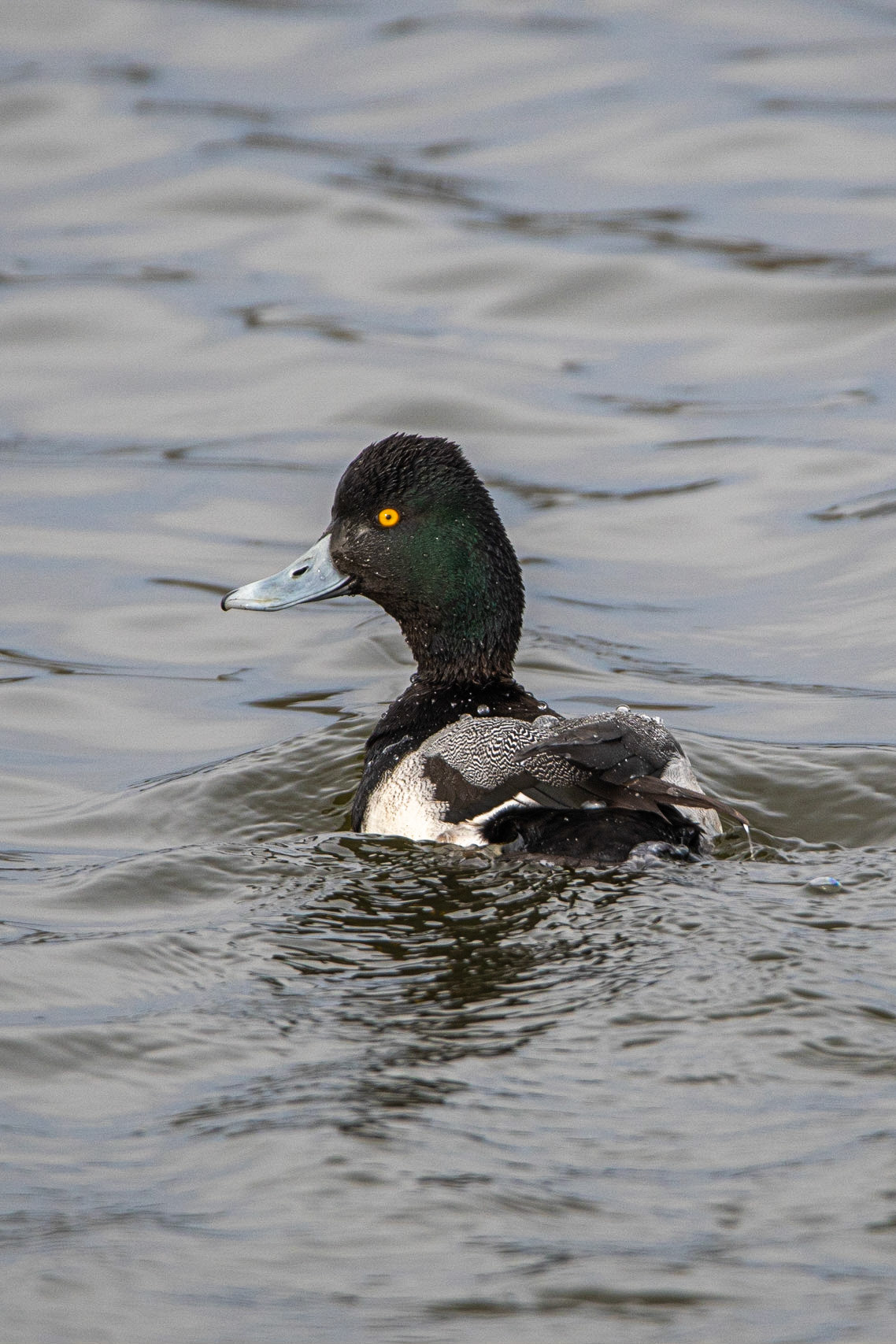 Lesser Scaup - Stratham, NH