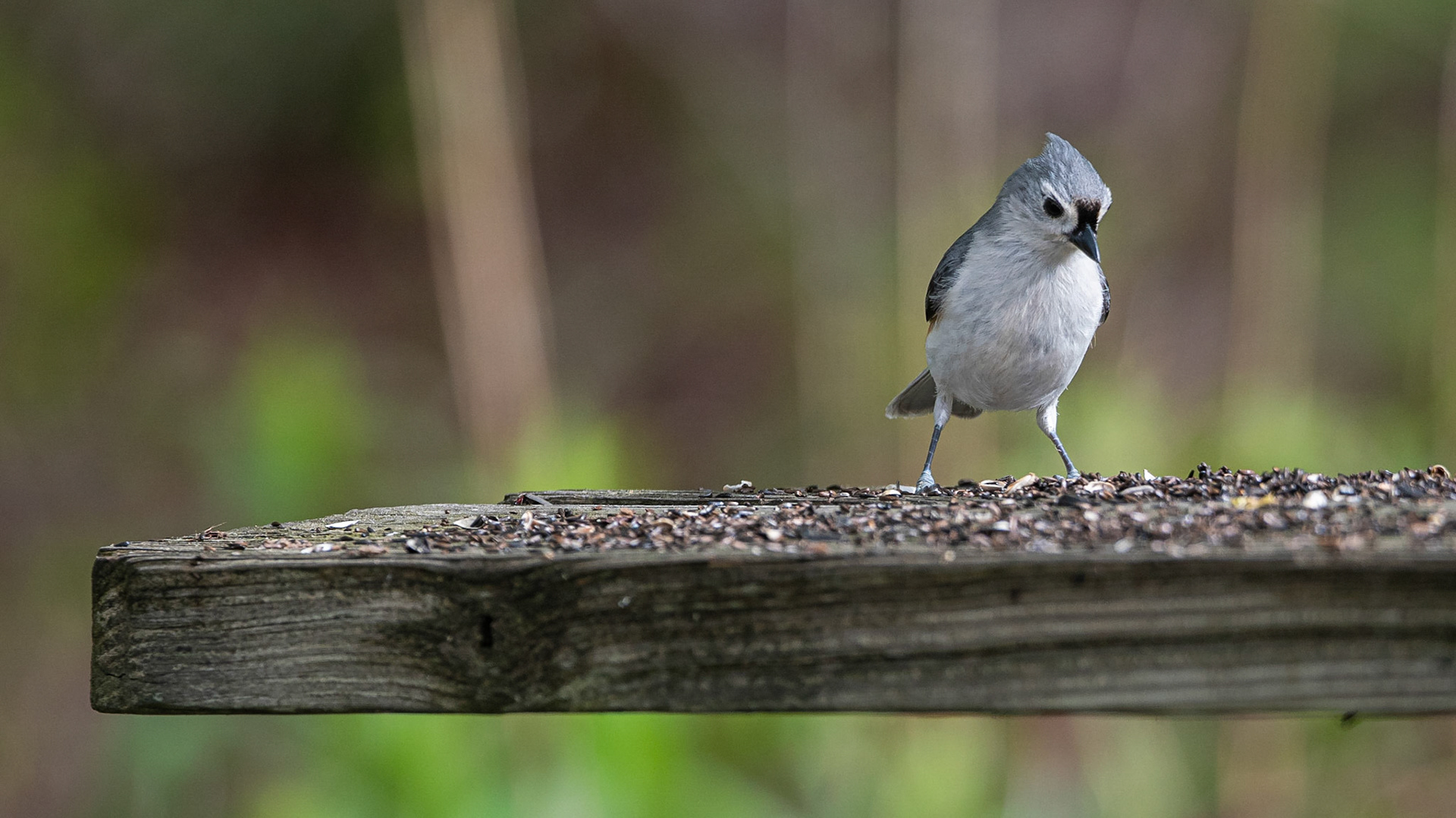 Tufted Titmous - Auburn, NH