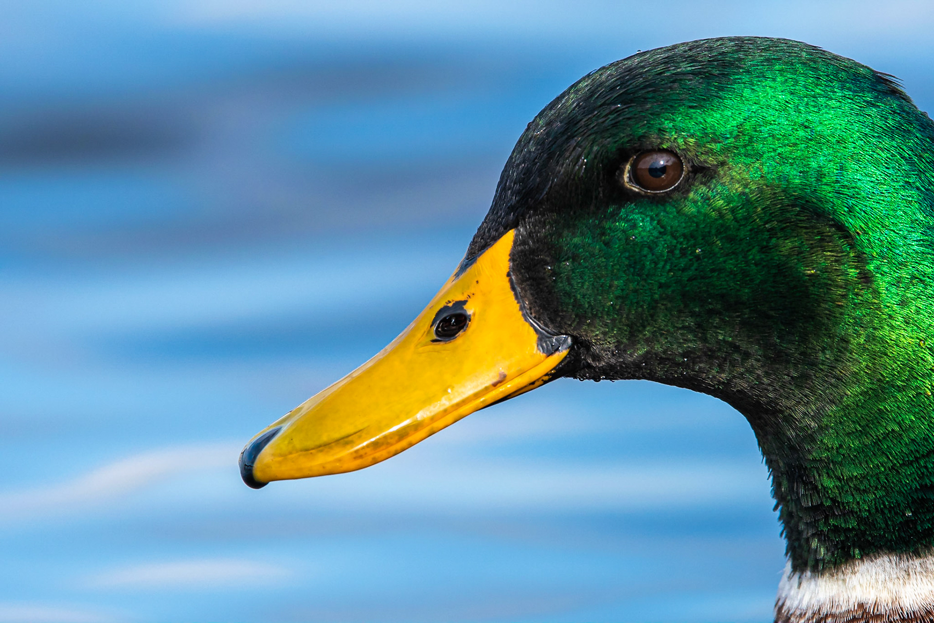 Mallard - Seattle, WA