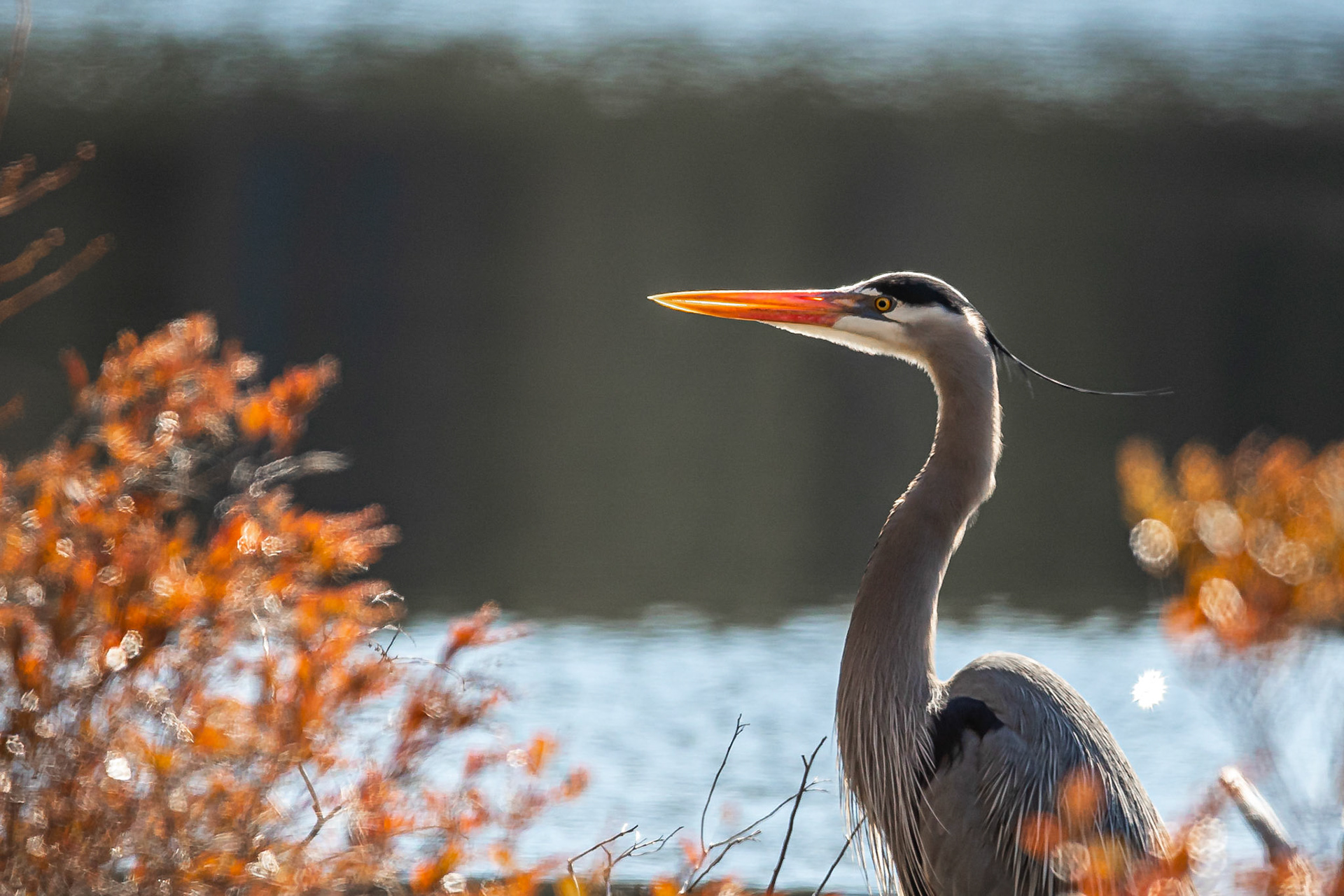 Great Blue Heron - Windham, NH