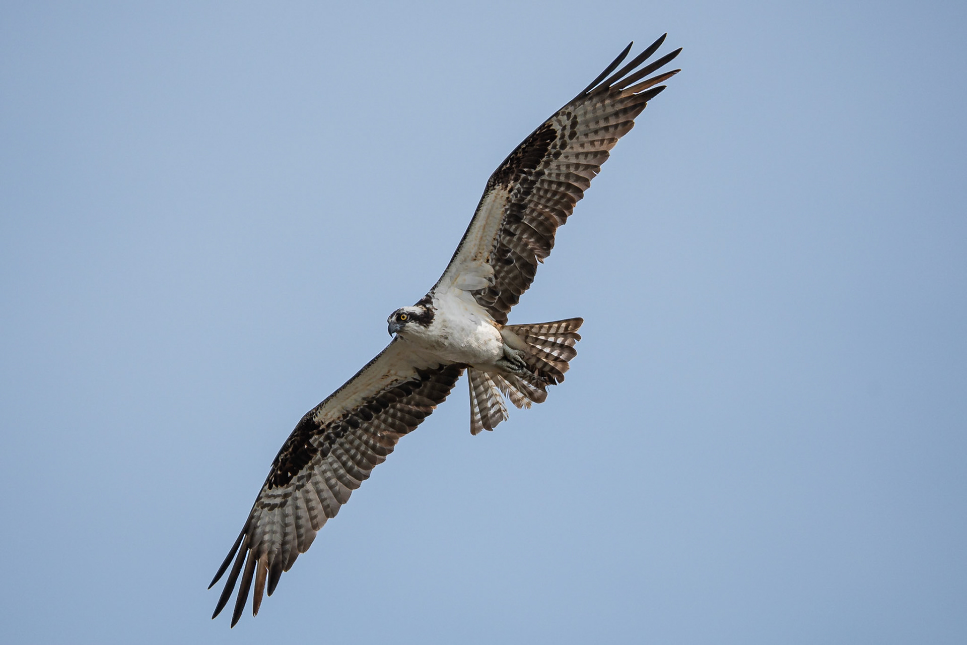 Osprey - Exeter, NH