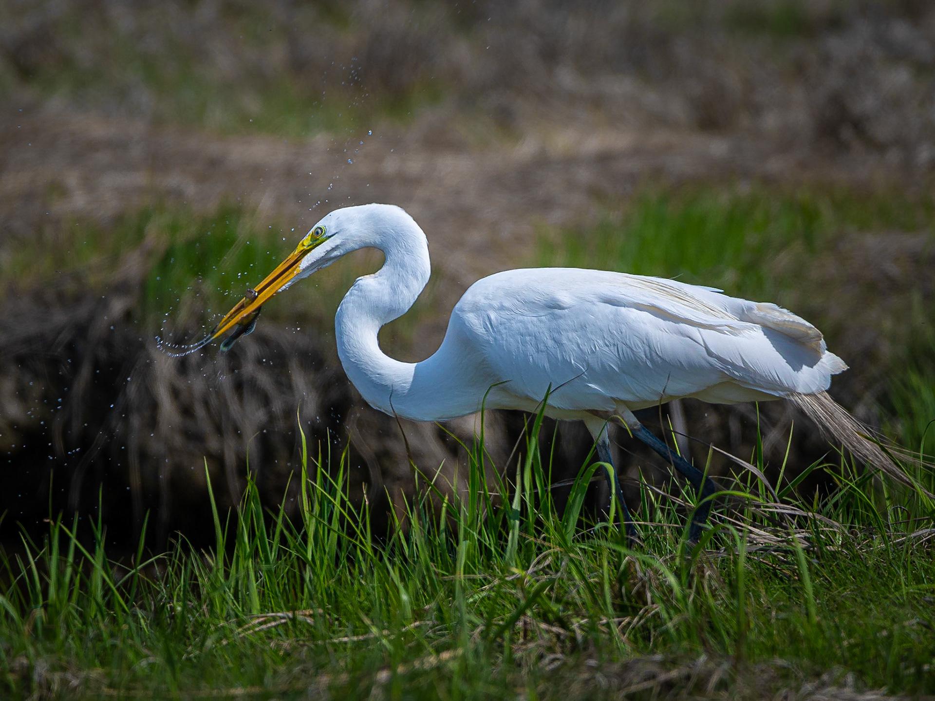 Great Egret - Hampton, NH