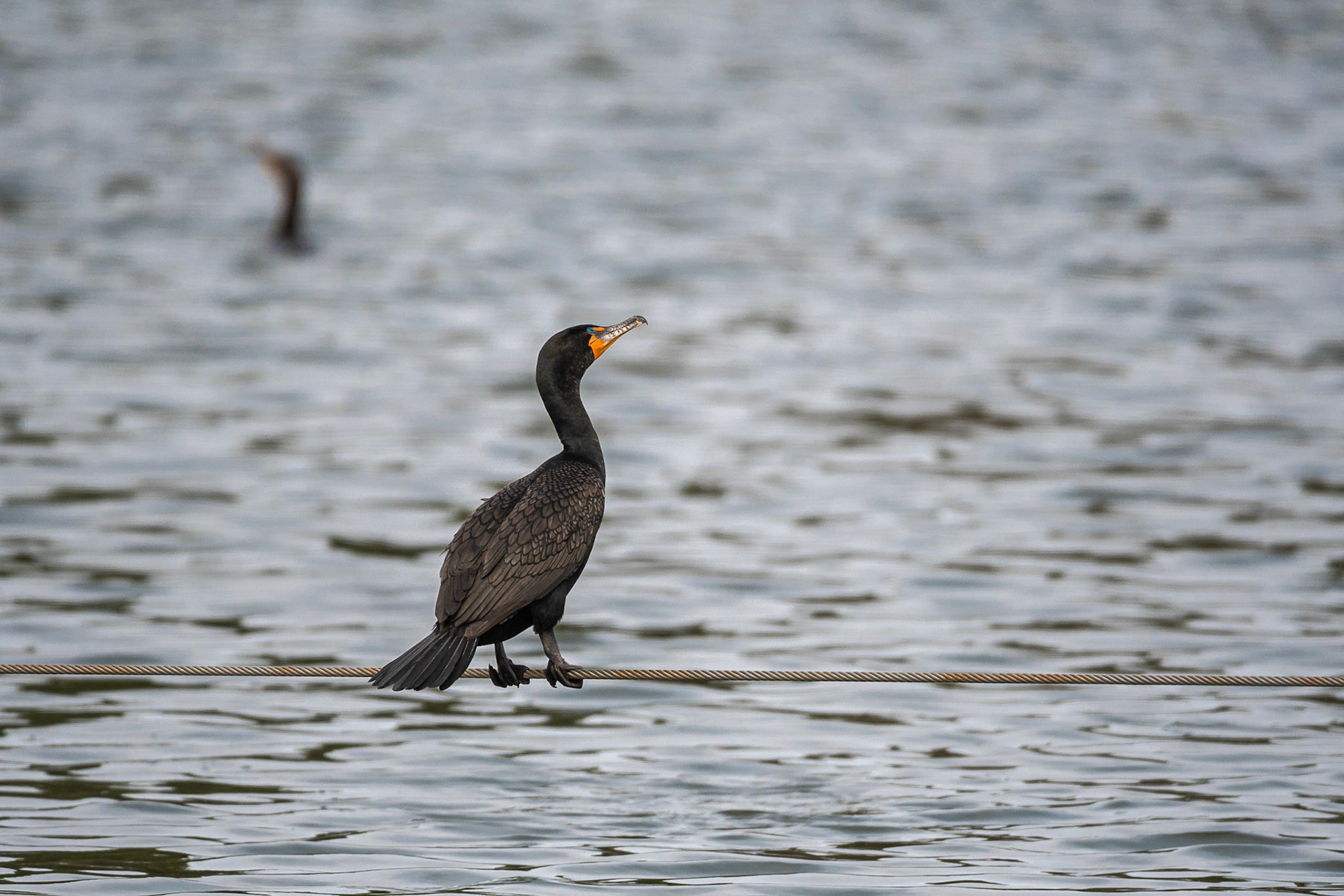 Cormorant - Exeter, NH