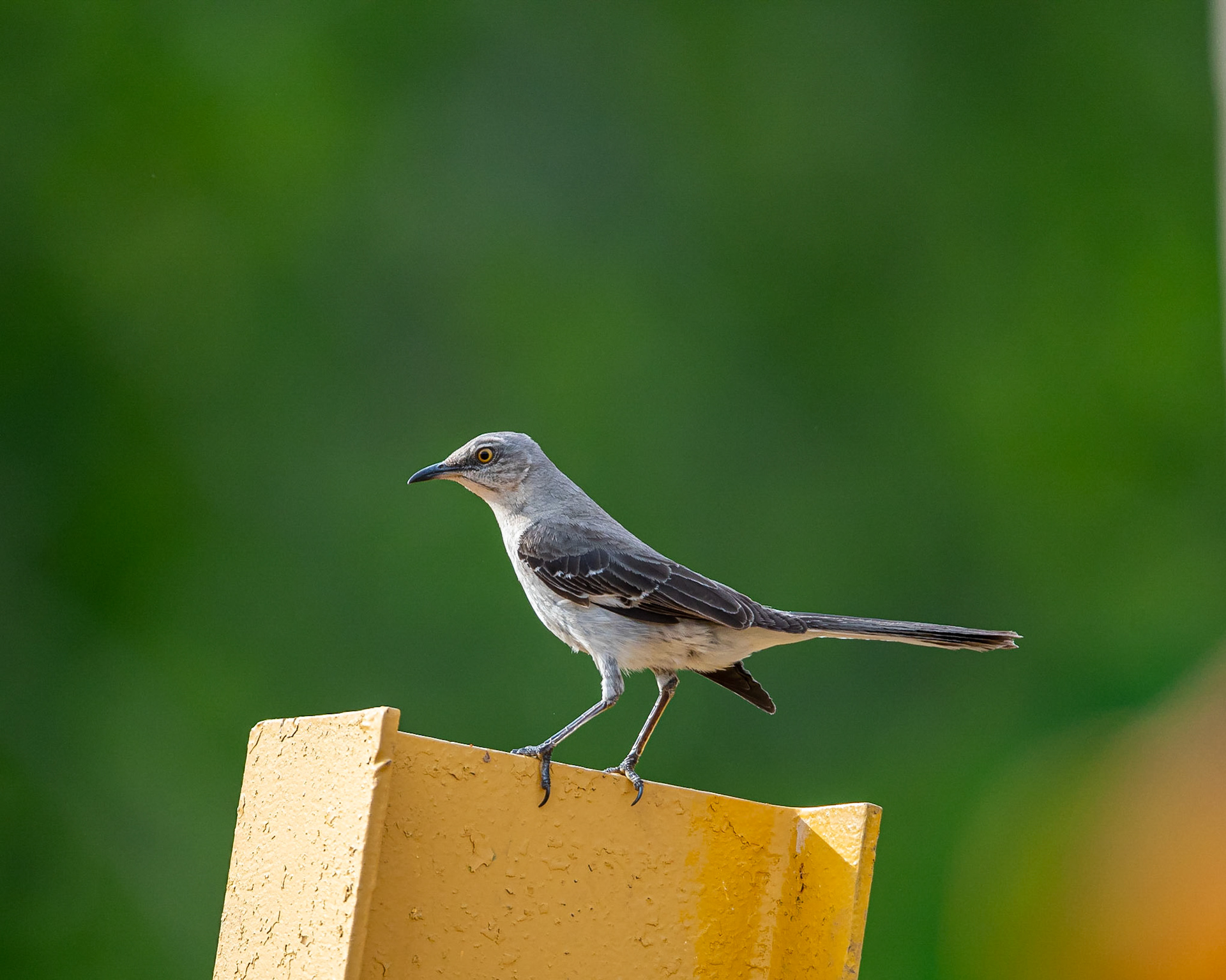 Mockingbird - Exeter, NH