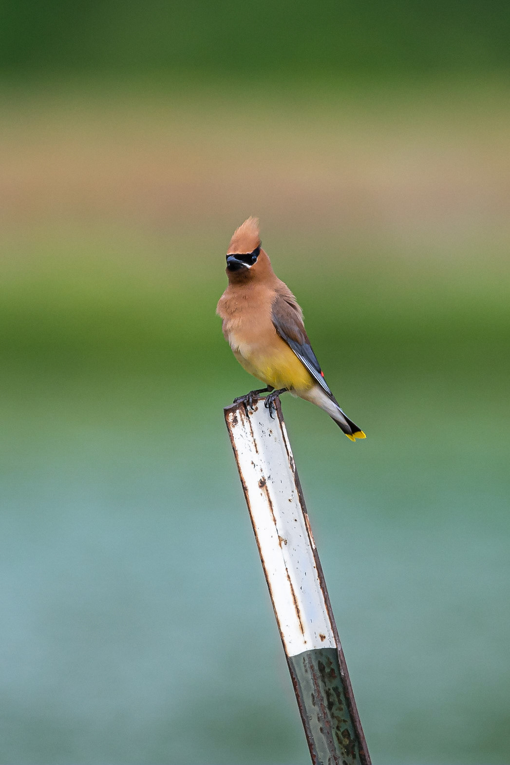 Cedar Waxwing - Exeter, NH