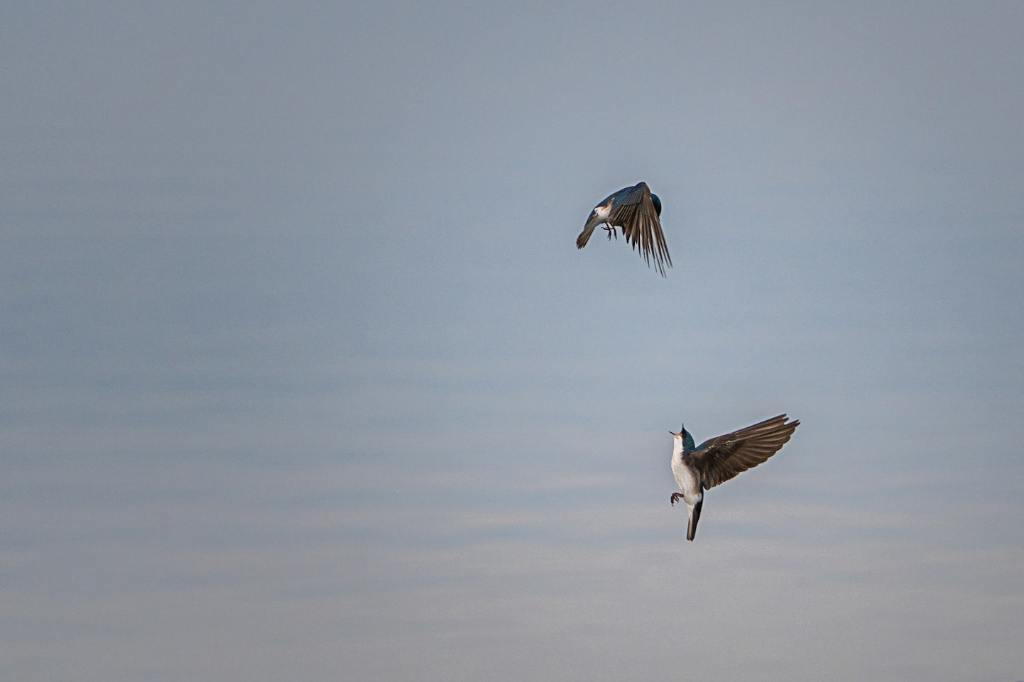 Tree Swallows - Exeter, NH