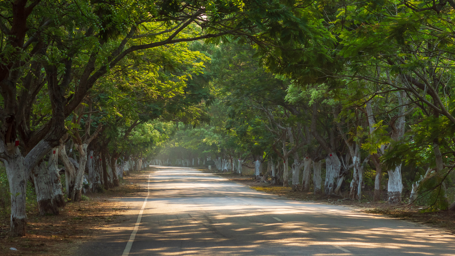 "Through the woods" - Marine drive road, Konark, Odisha, India