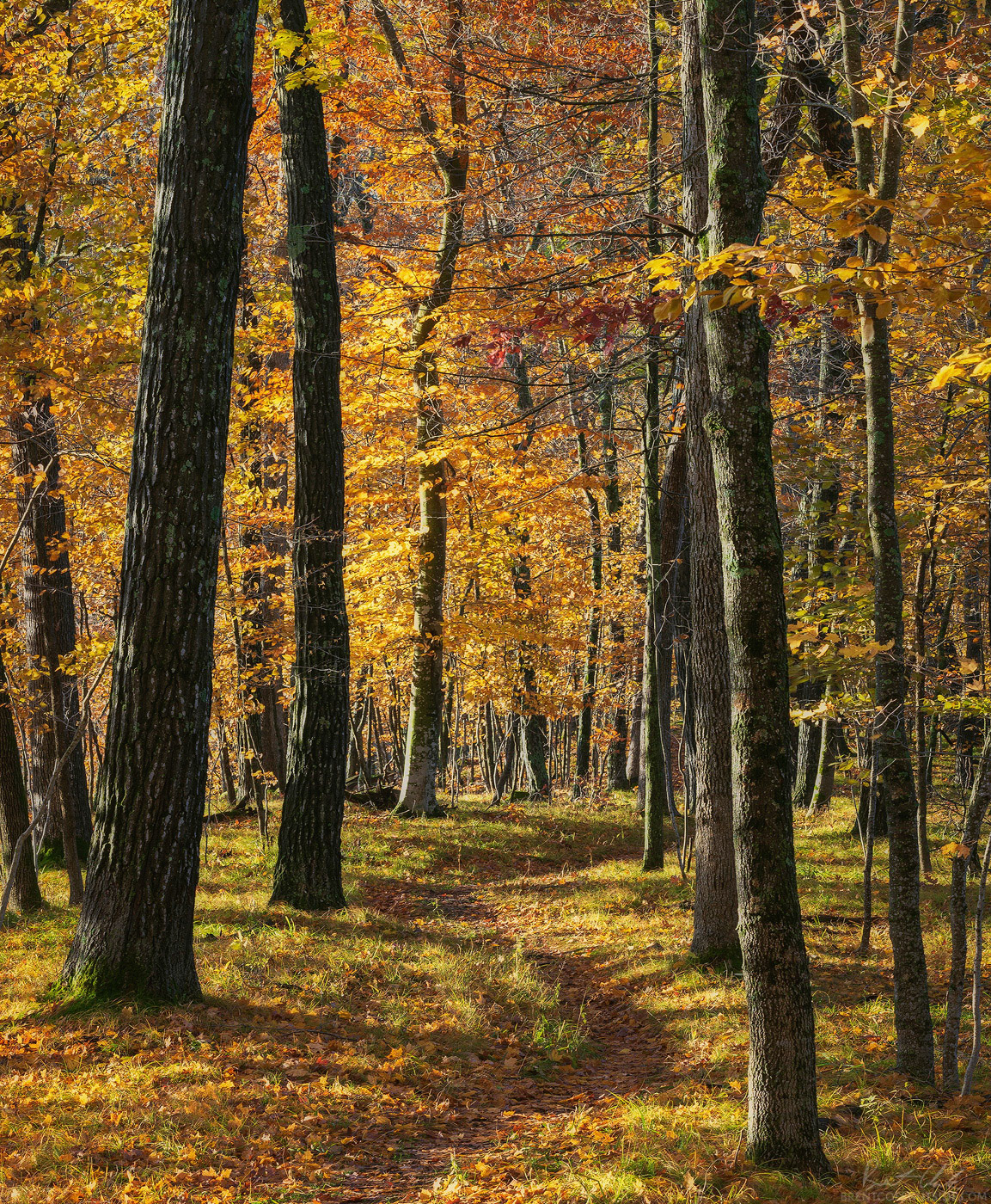Maple City