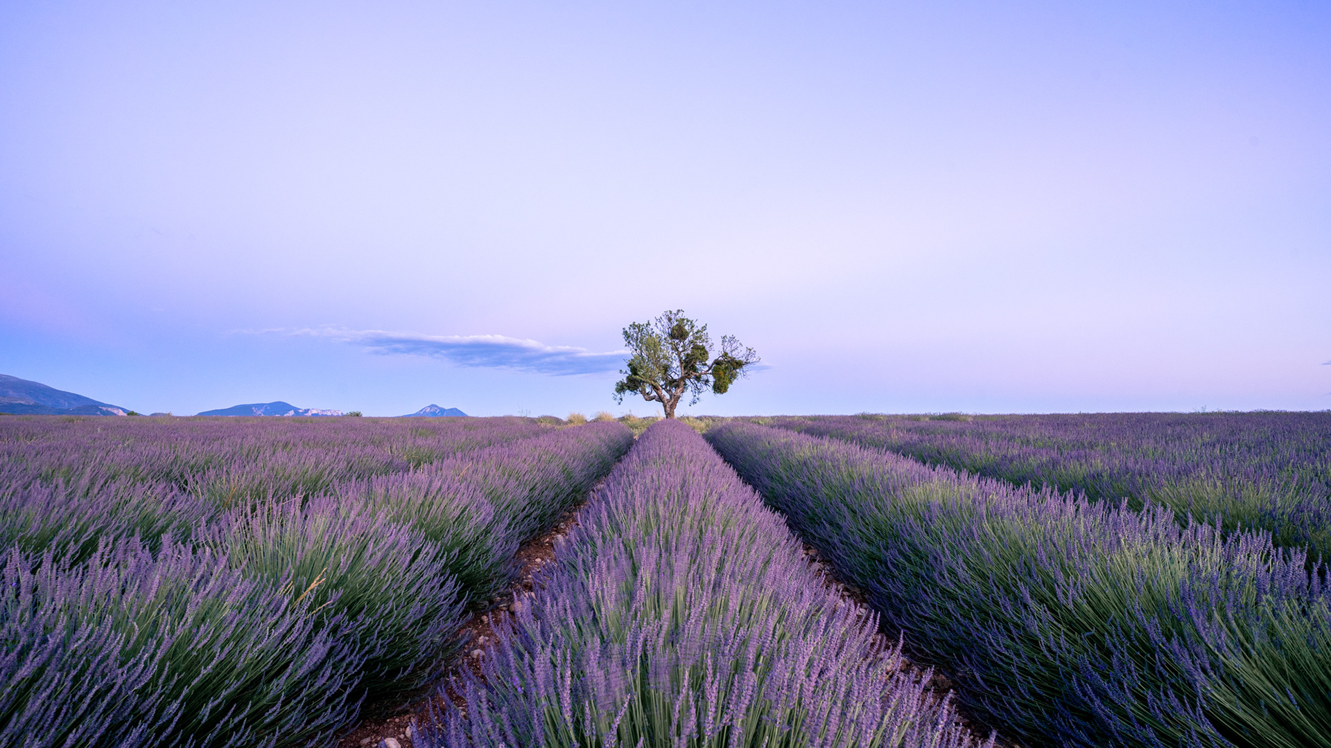 Provence, 2020