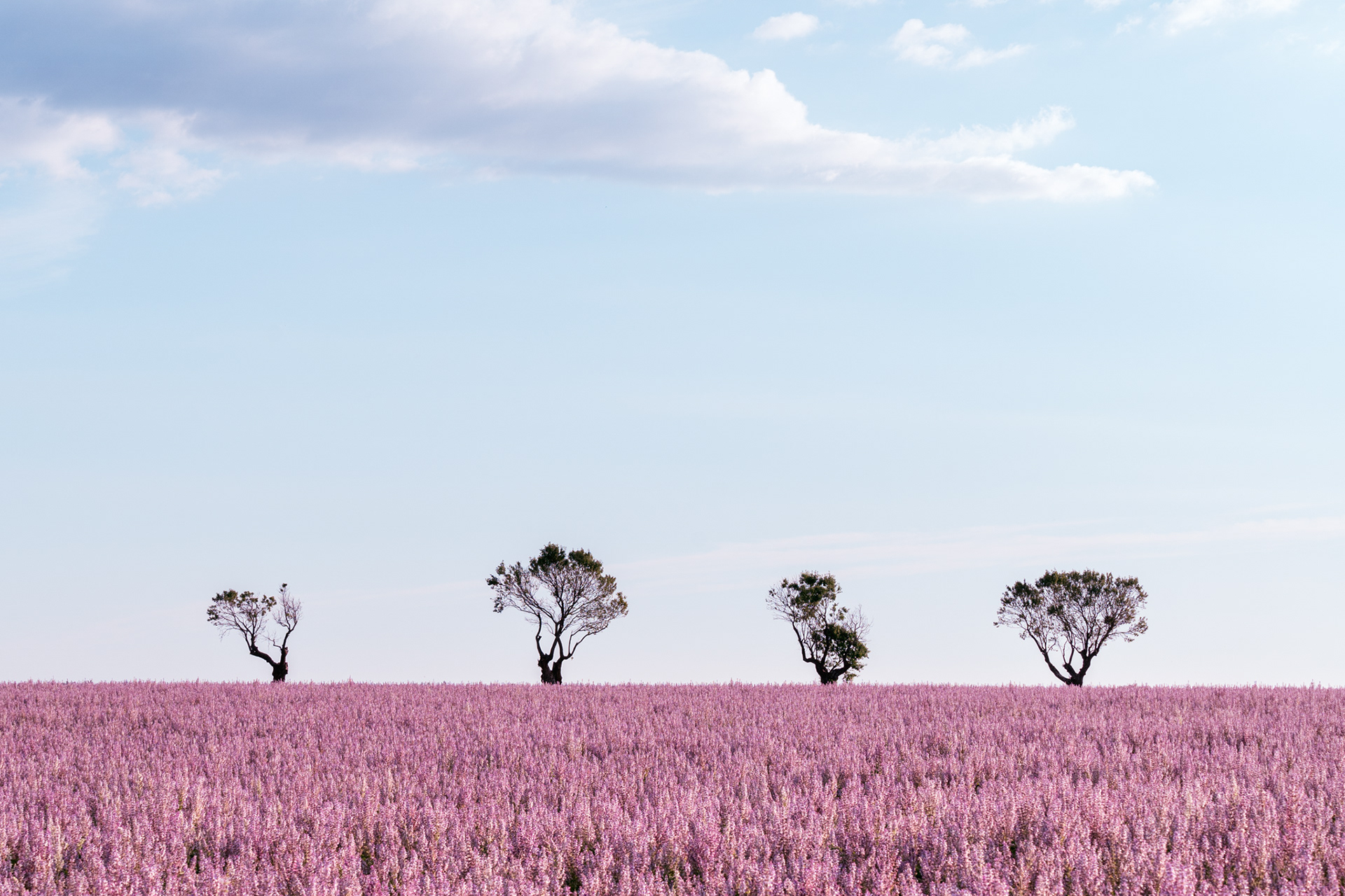 Sauge, Provence 2021