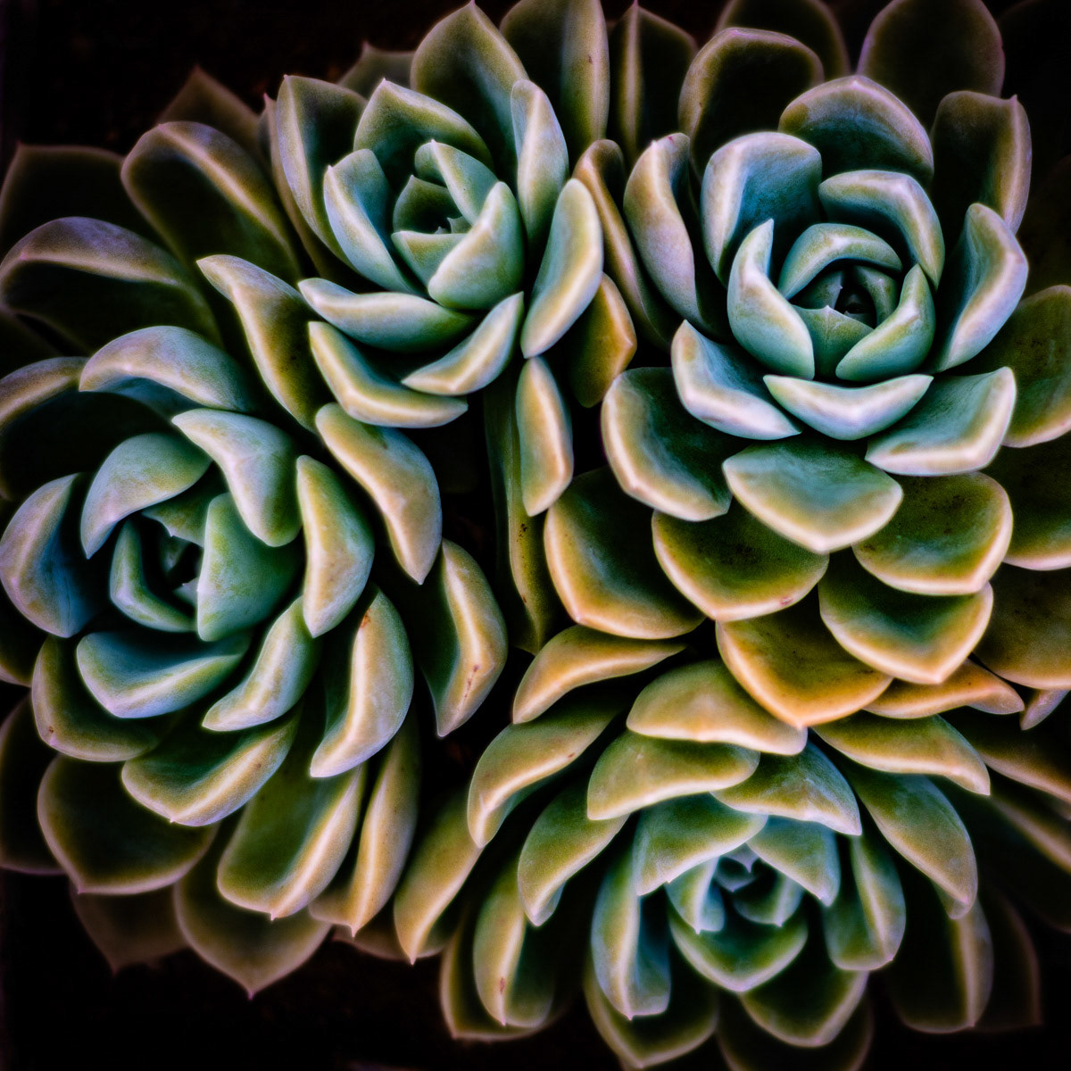 Folhas de Pedra