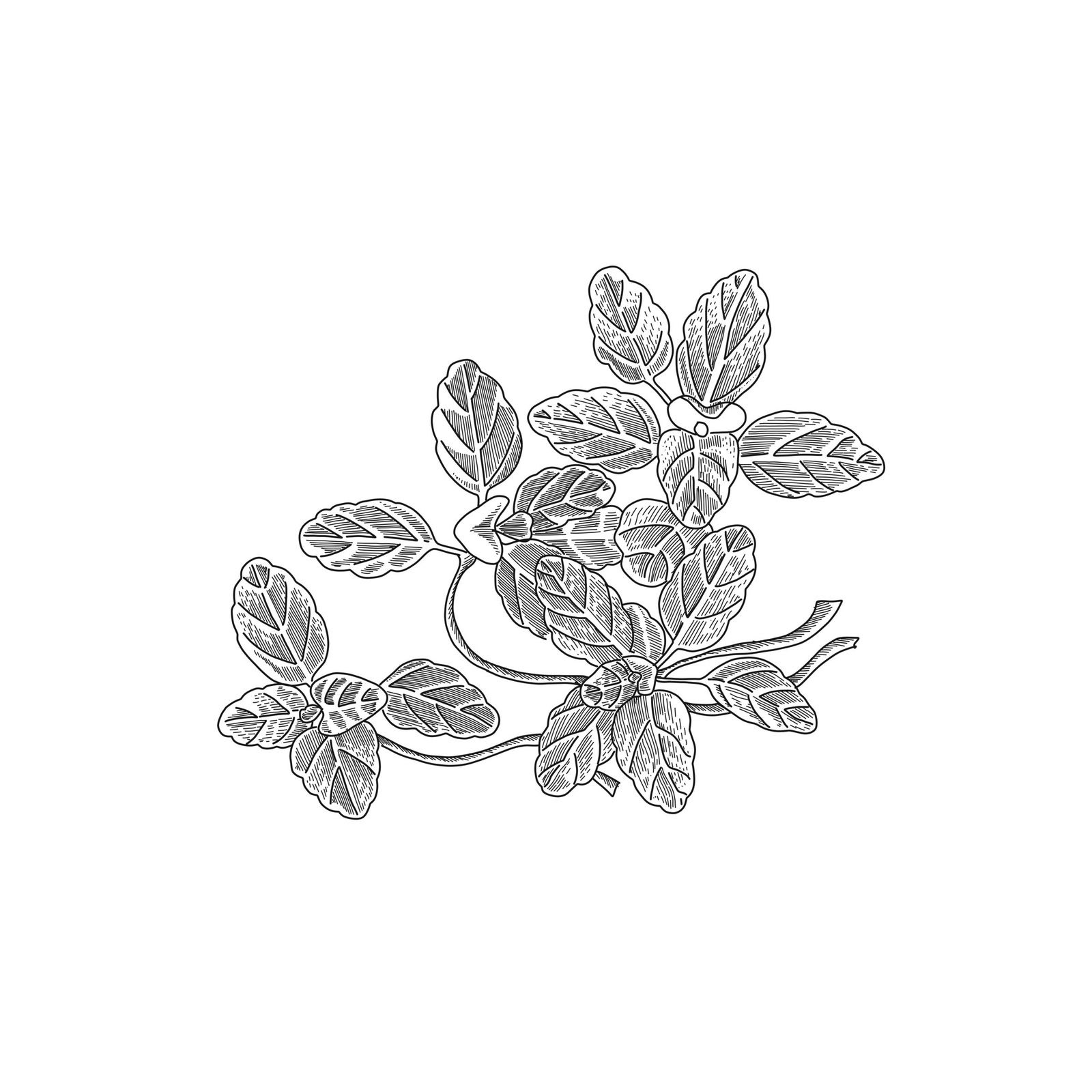 Oregano