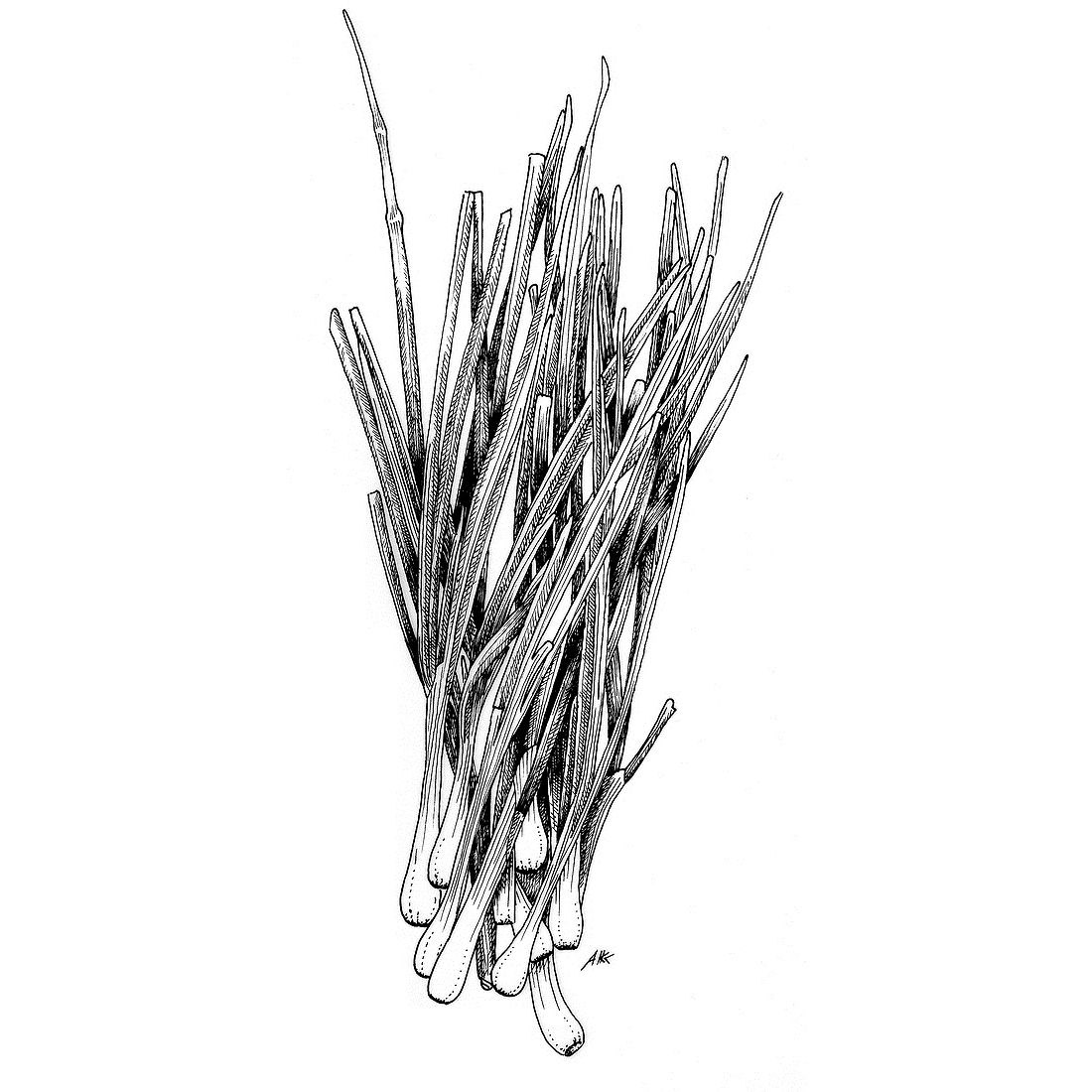 Chive