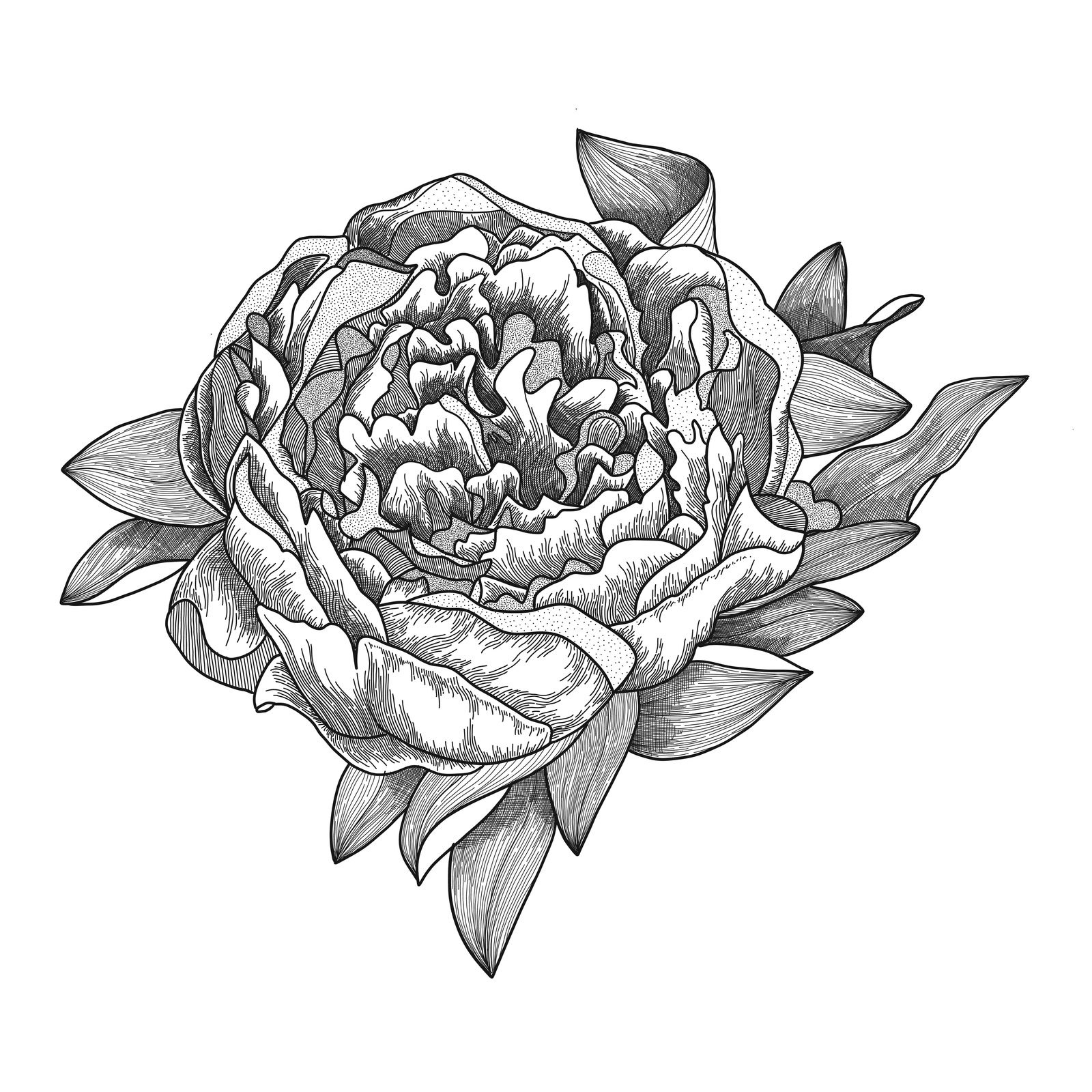 Peony