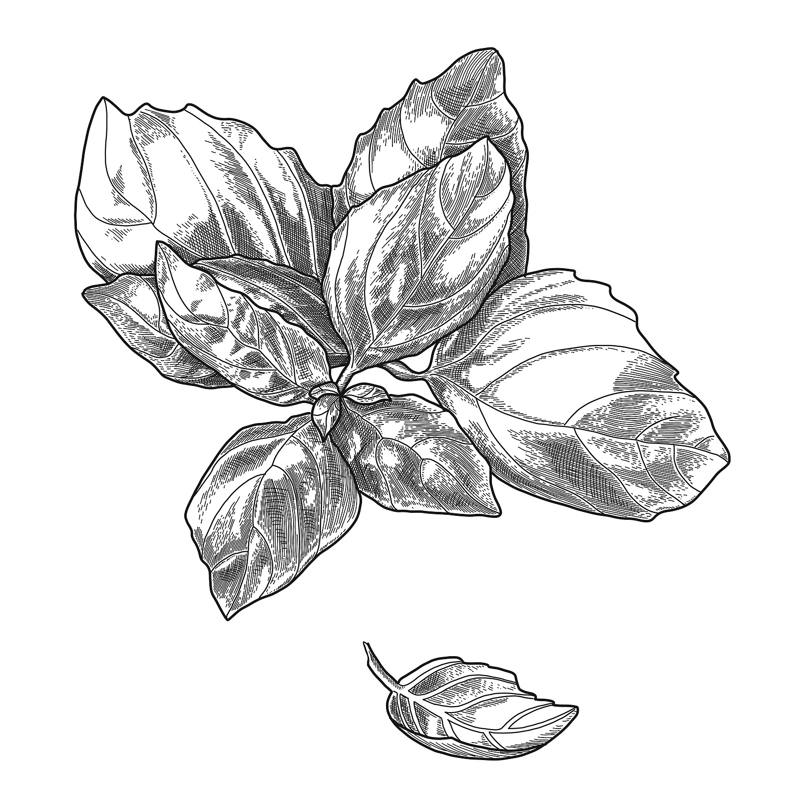 Basil