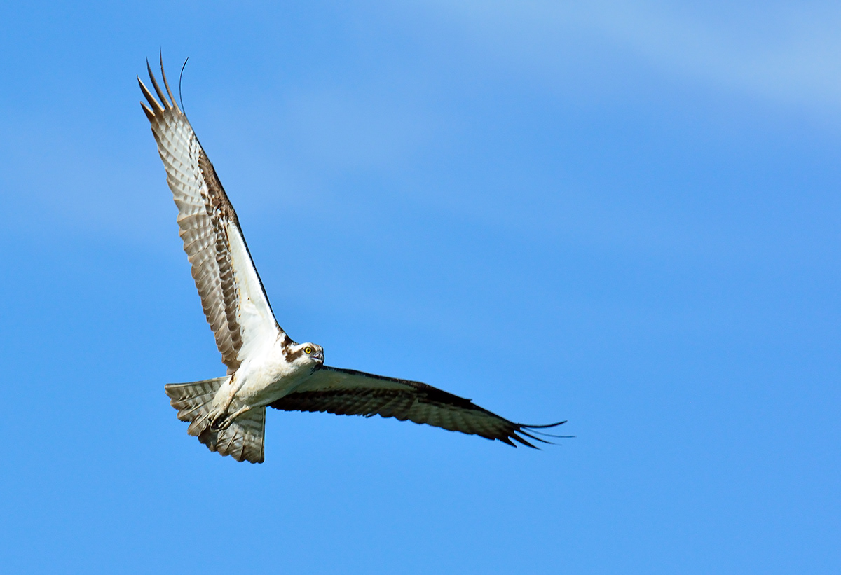 osprey sound