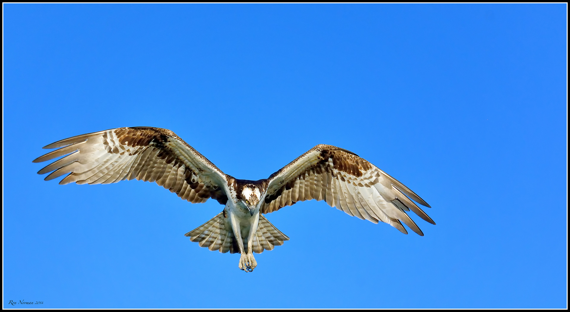 osprey sound