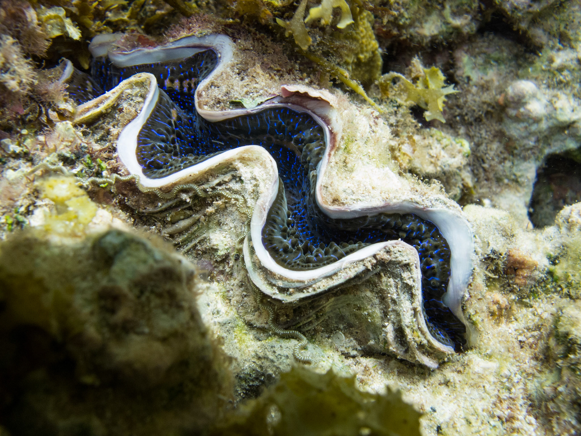 the largest living bivalve mollusk