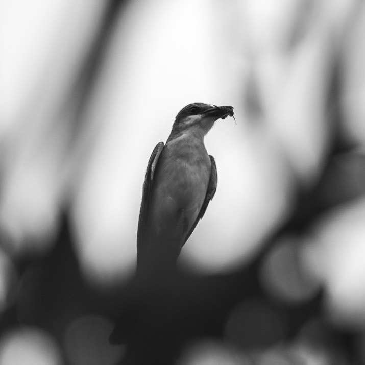 Cazador