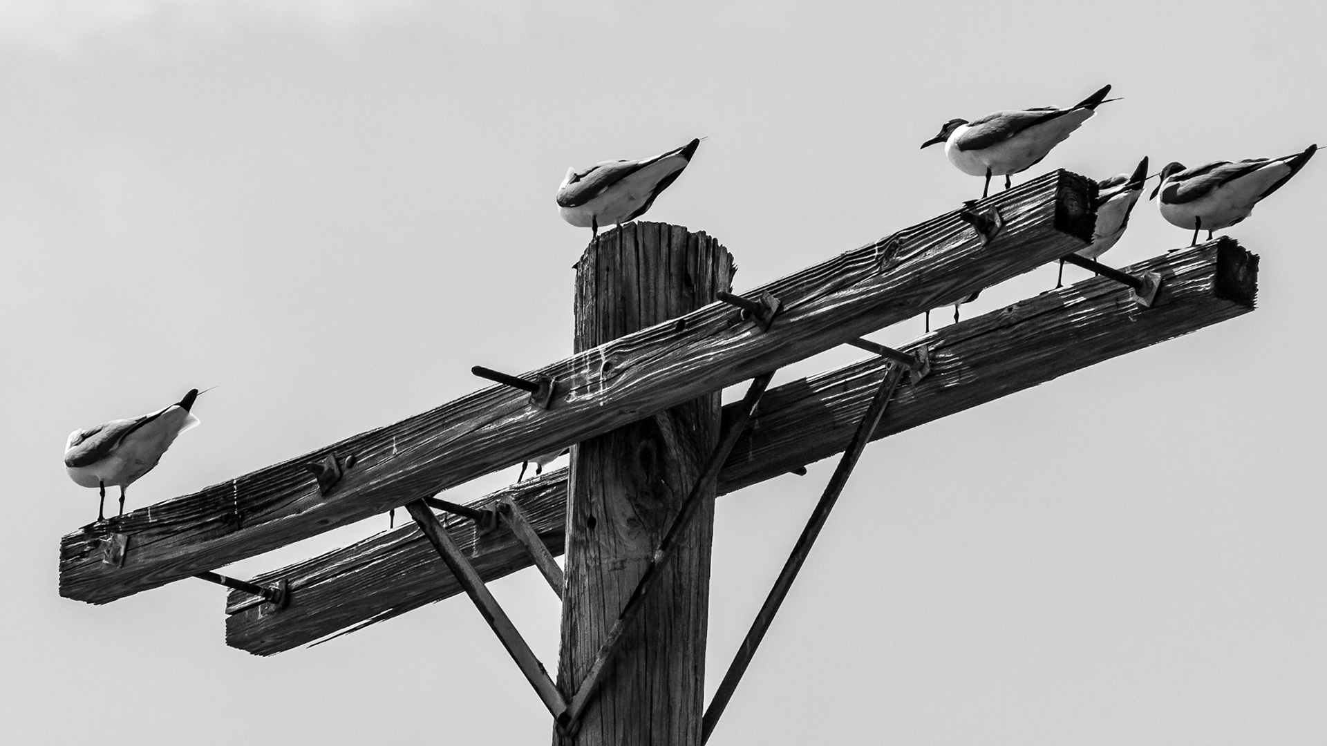 Gaviotas sobre un poste. Culebra, Puerto Rico.