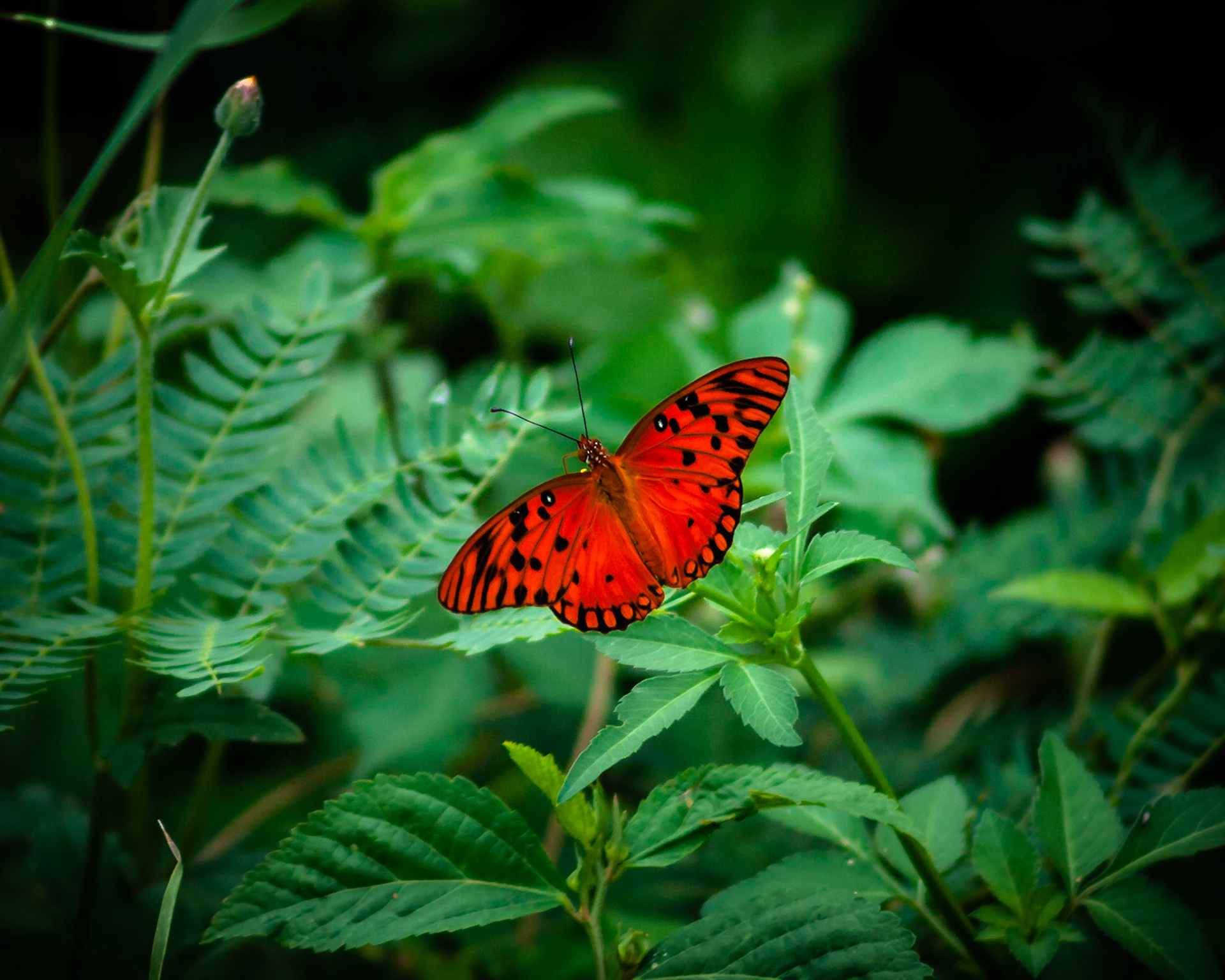 Mariposa en el bosque. Quebradillas, Puerto Rico.