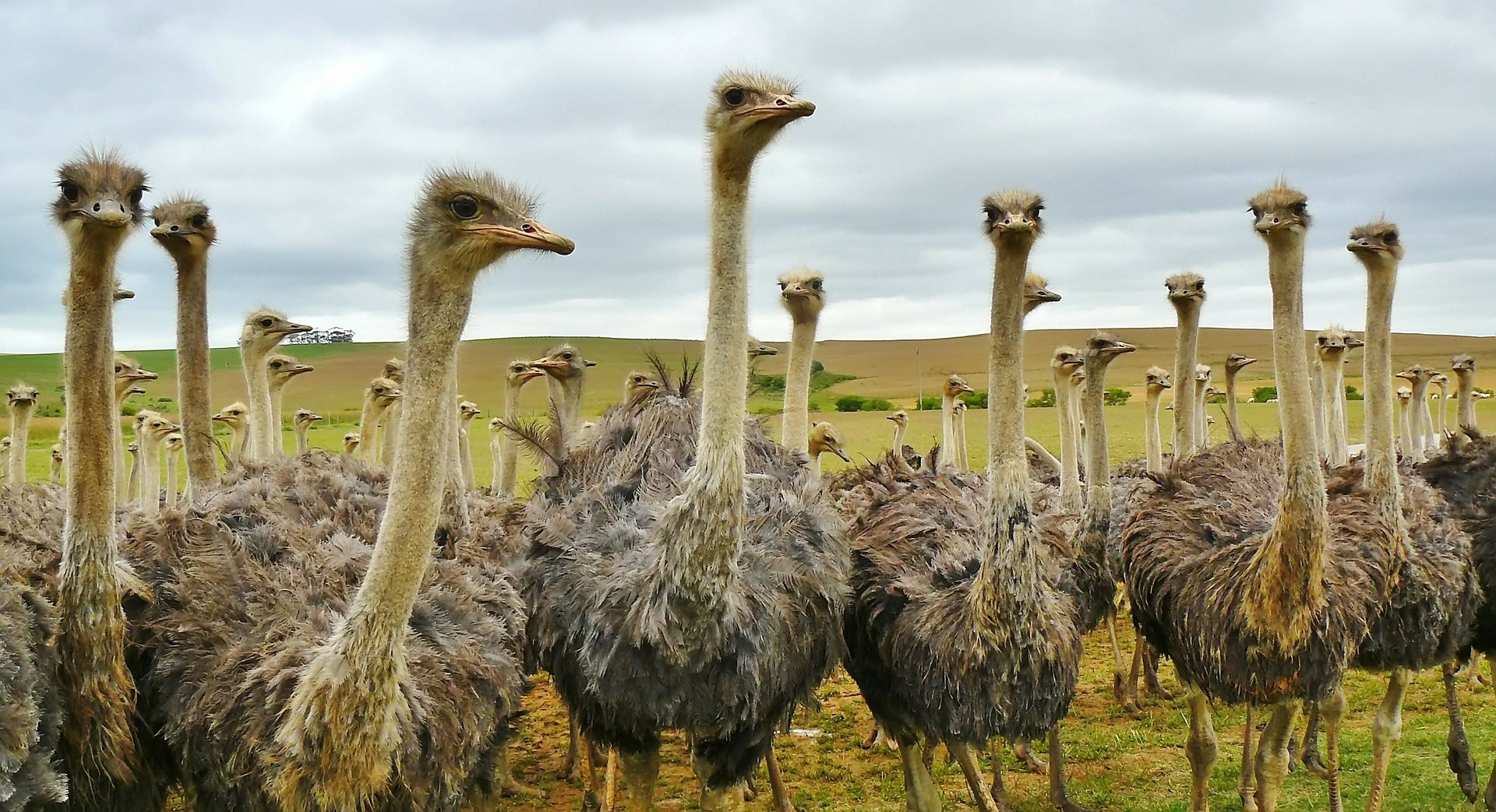 Africa Ostrich Birds