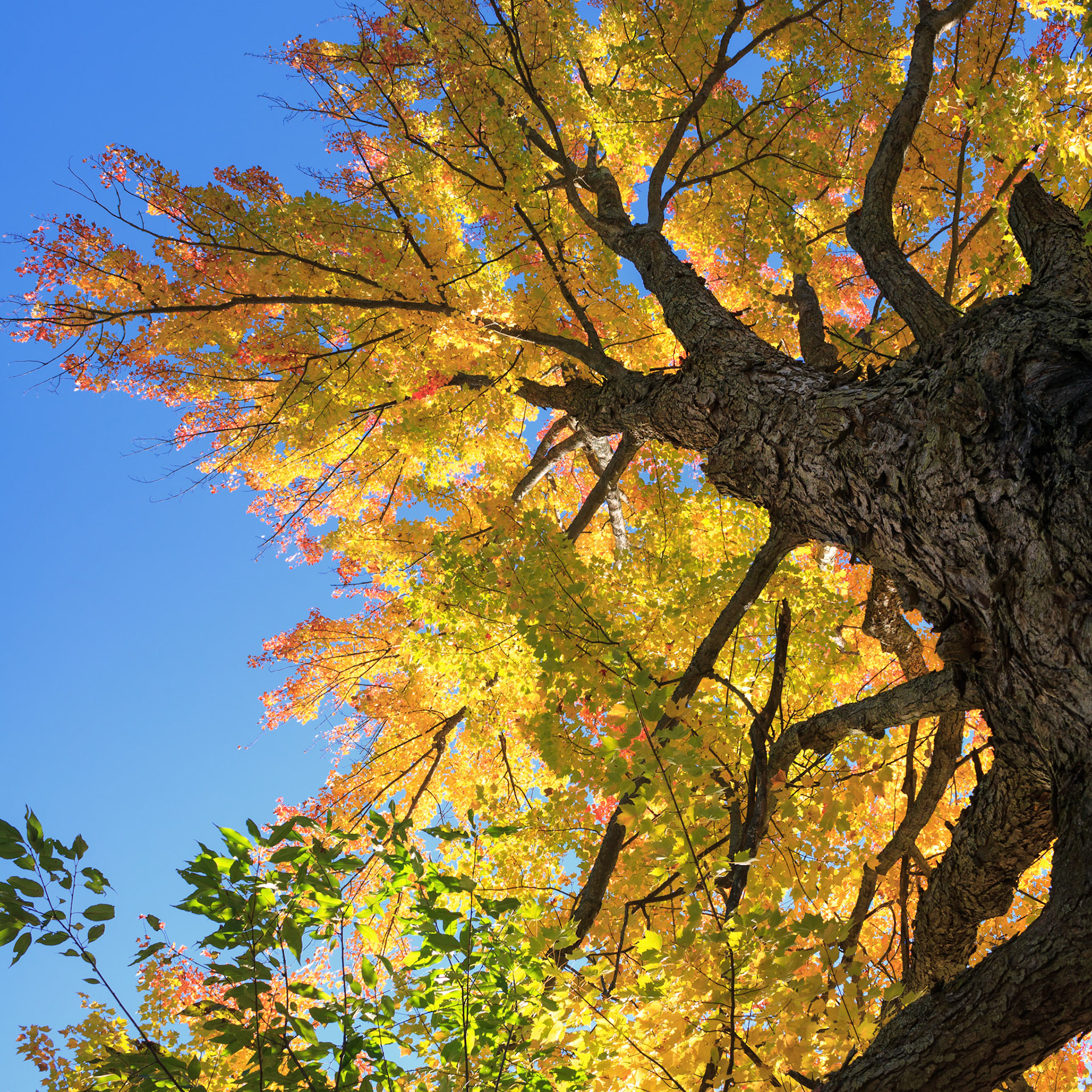 Tower of autumn along Maplehurst Drive, Higgins Lake, Michigan