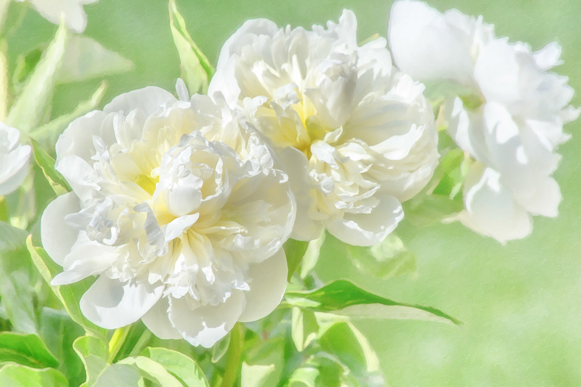 Splash of light on morning peonies.