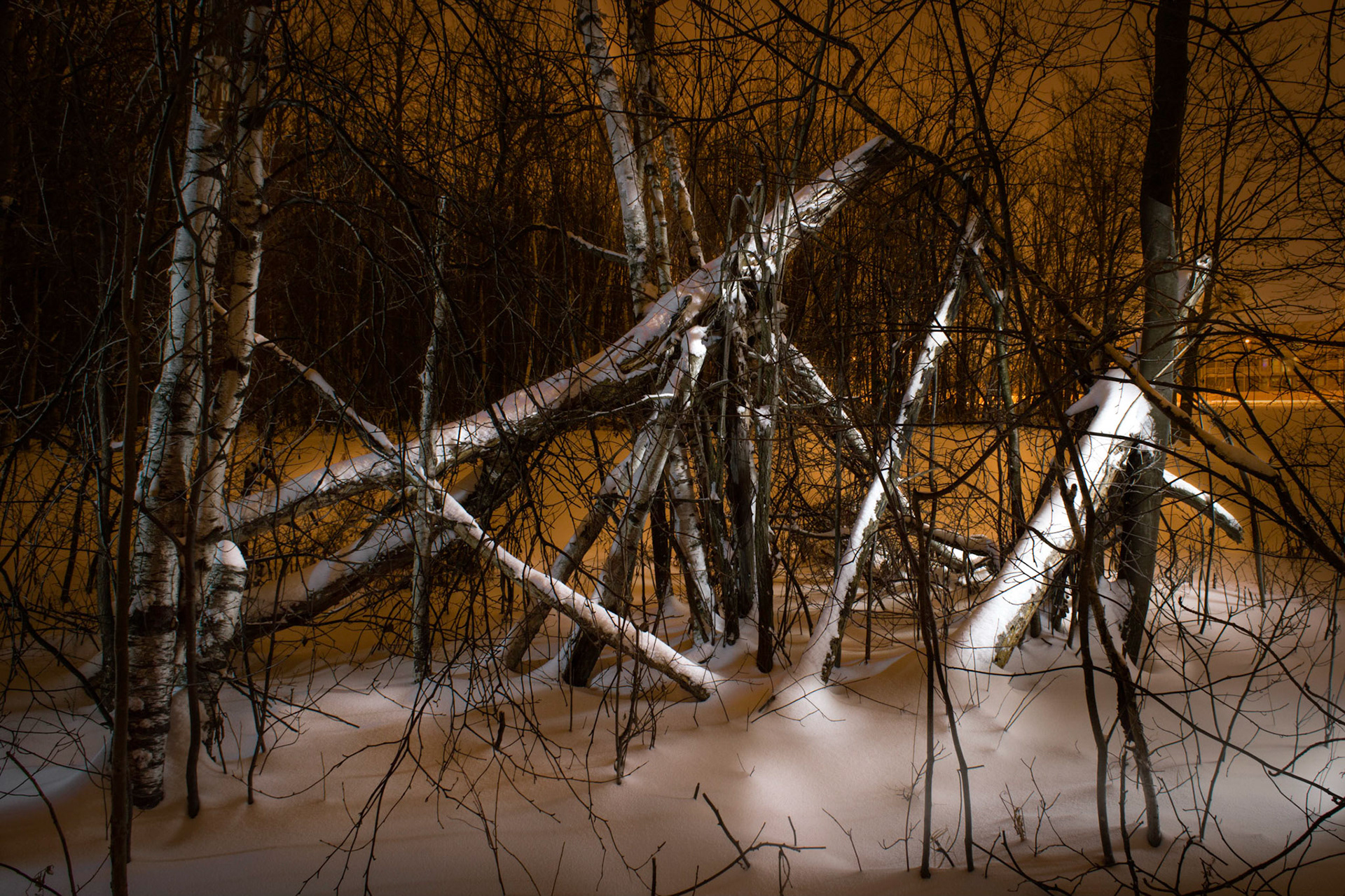 Fallen Trees