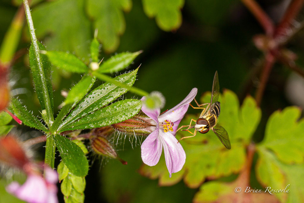 Hover fly colling pollen